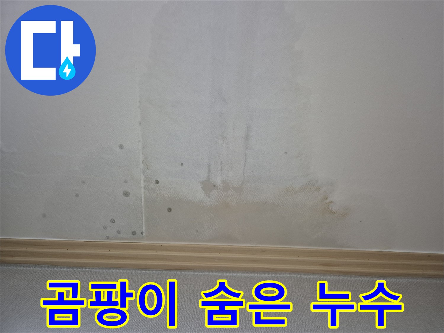 첨단 누수 탐지 장비 - 곰팡이 핀 벽 속 숨은 누수를 찾아내는 모습