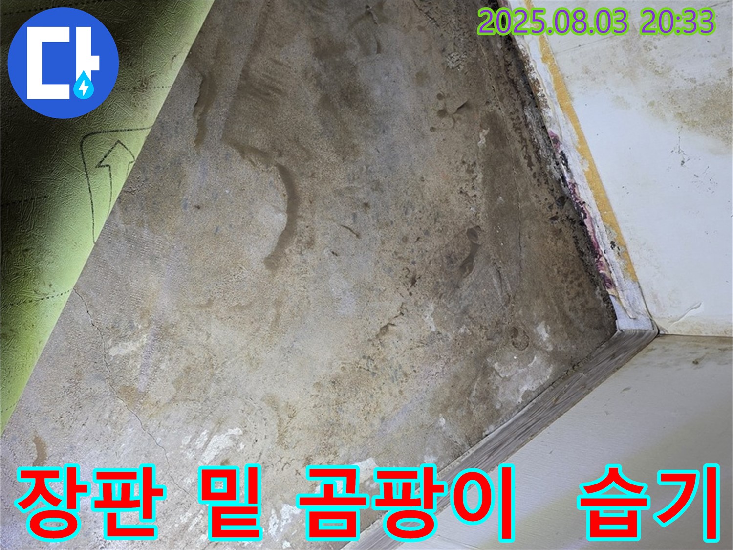 교남동 주택 - 장판 밑 곰팡이, 습기 가득