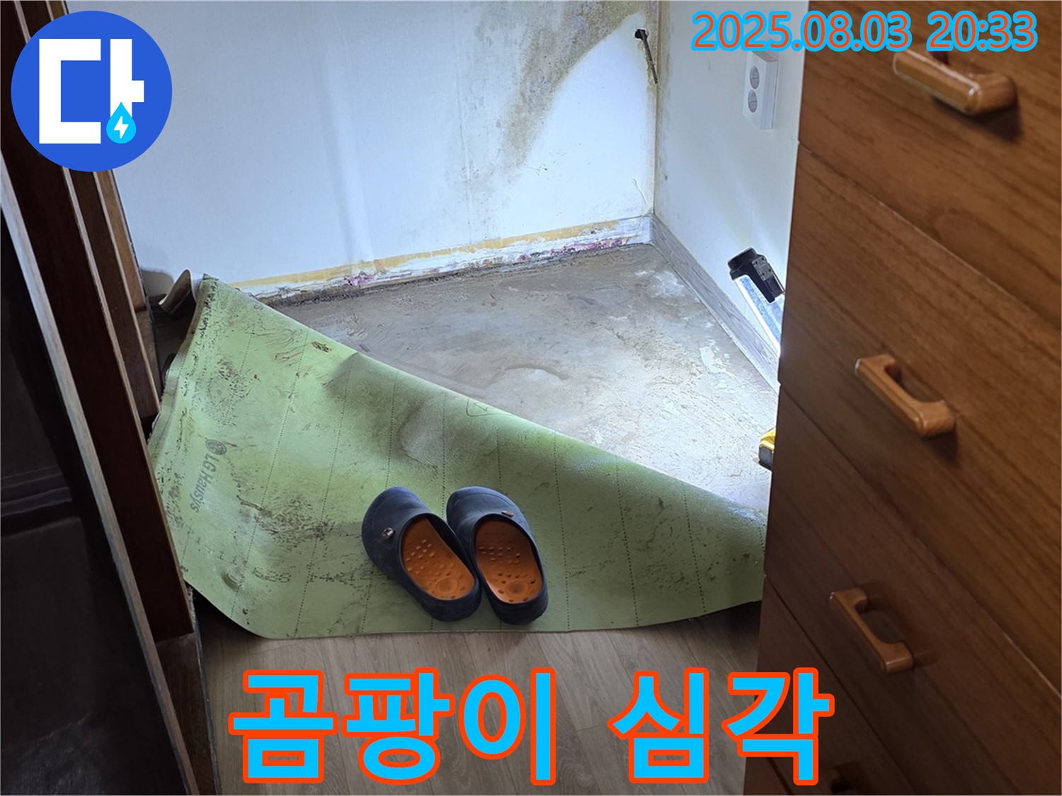 심각한 곰팡이 - 건강 위협