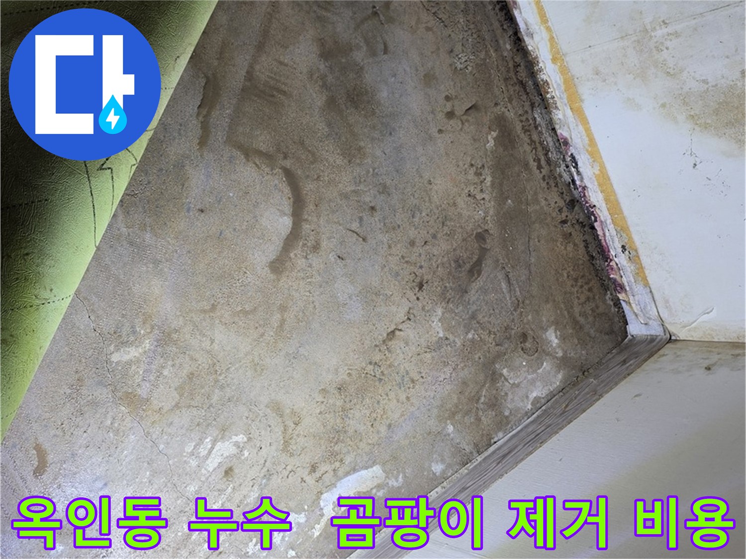 장판 밑 곰팡이 - 옥인동 합리적인 제거 비용