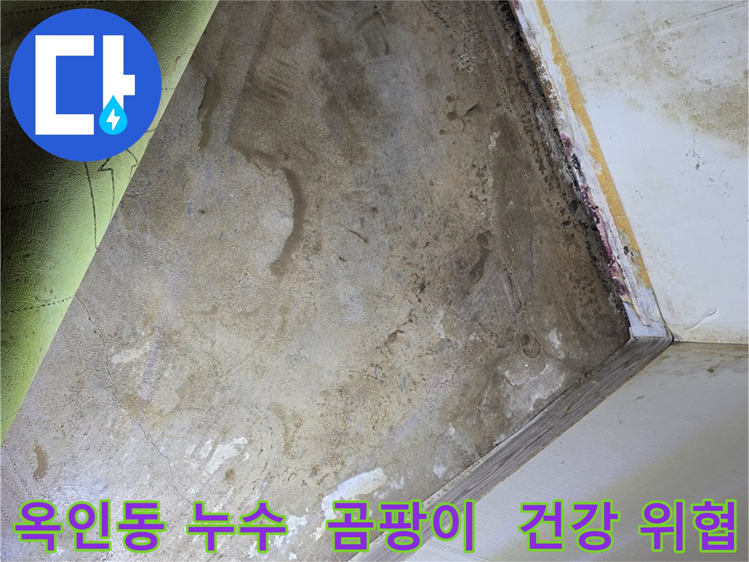 장판 밑 곰팡이 - 옥인동 주택 건강 위협