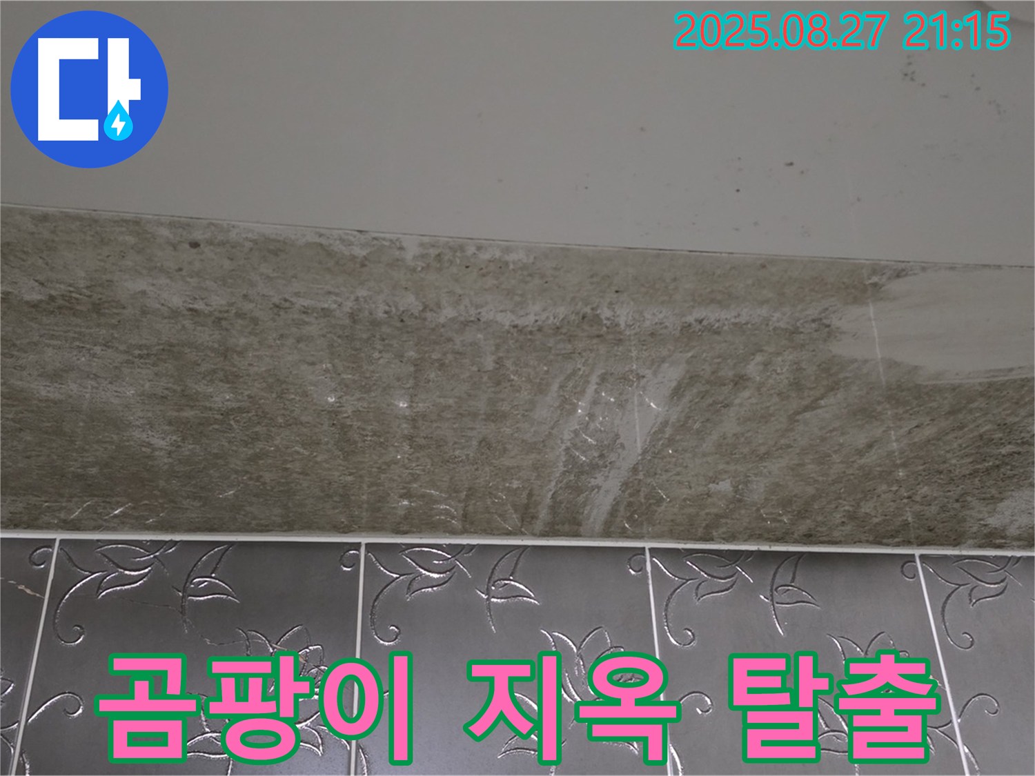 산운로 곰팡이 - 곰팡이 지옥에서 탈출!