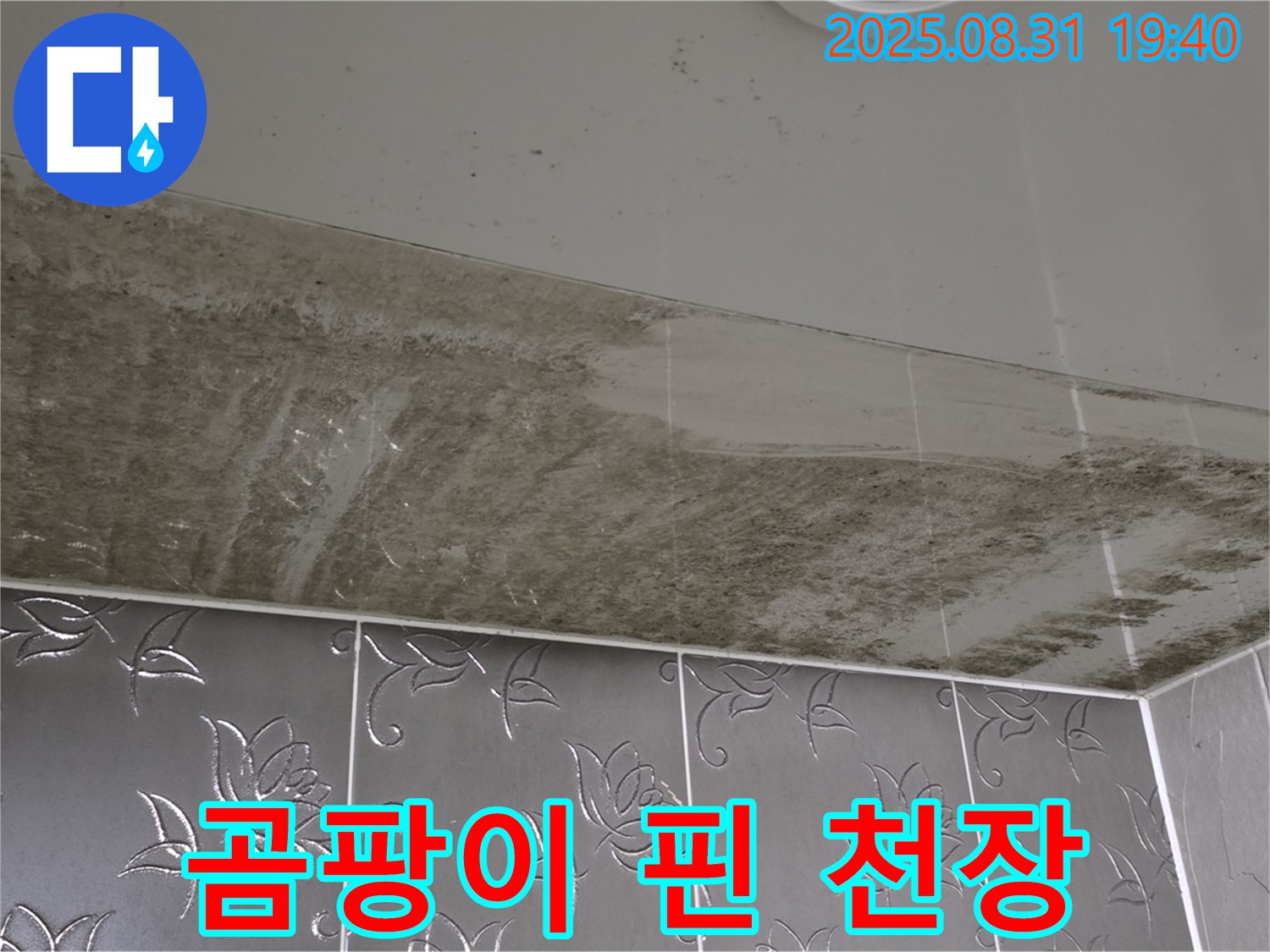 곰팡이 핀 천장 - 누수로 인한 곰팡이 발생과 건강 문제