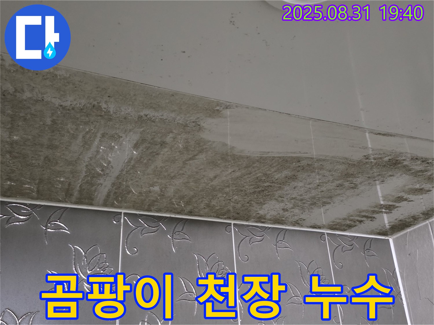 곰팡이 핀 천장 - 누수로 인한 곰팡이 번식