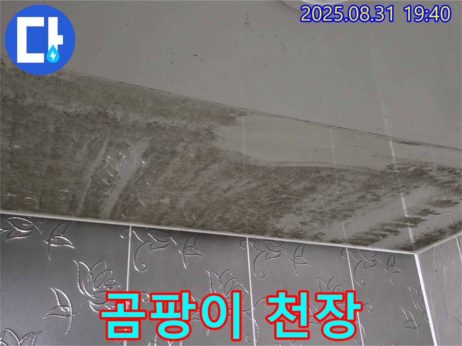 곰팡이 핀 천장 - 누수로 인한 곰팡이 번식
