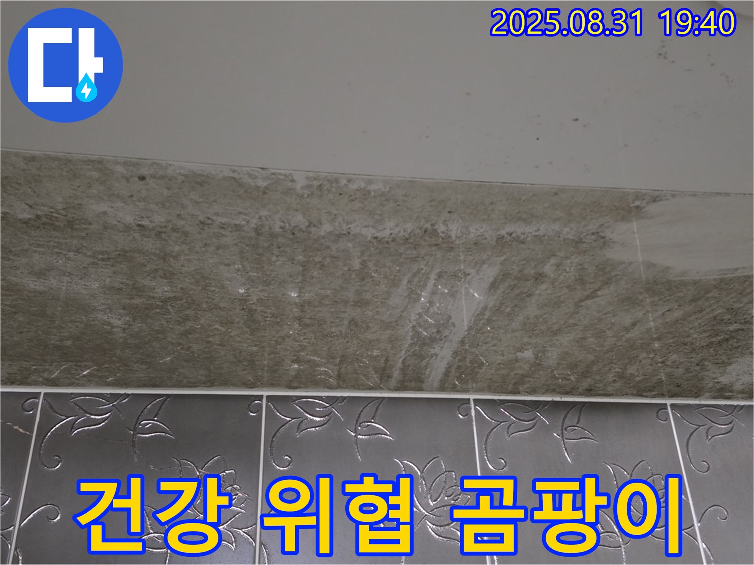 분당 산운동 욕실 곰팡이 - 건강을 위협하는 곰팡이!