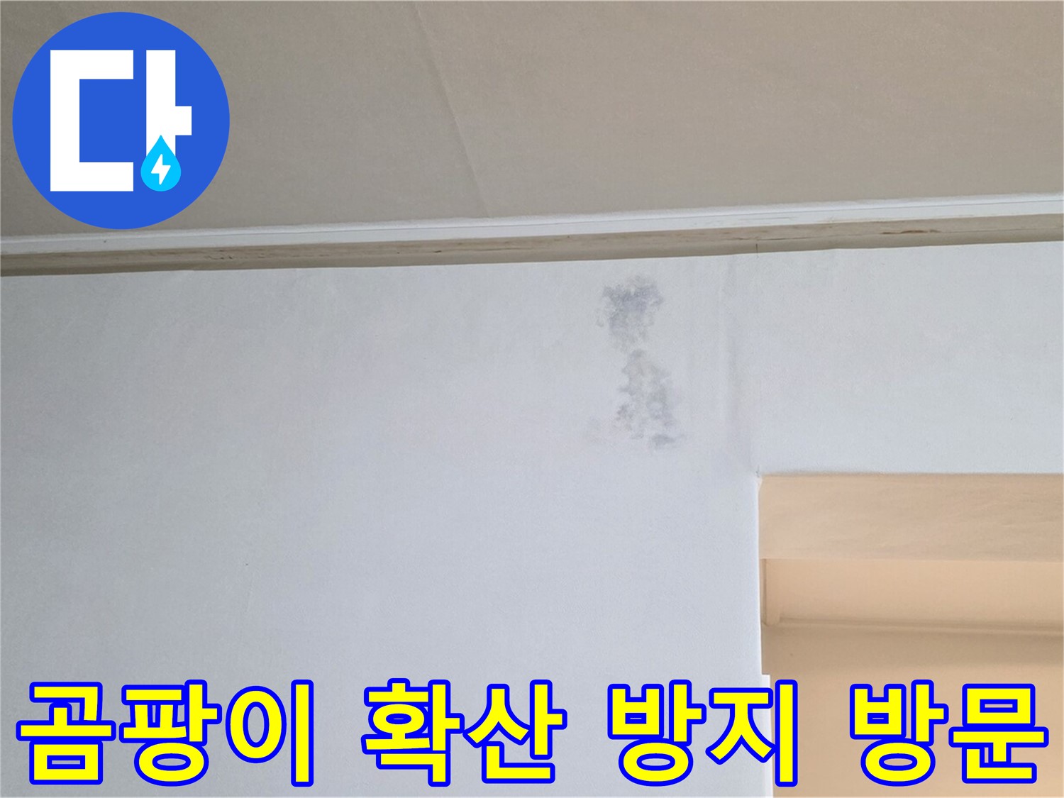 곰팡이 확산 방지를 위한 긴급 방문 - 신속한 해결