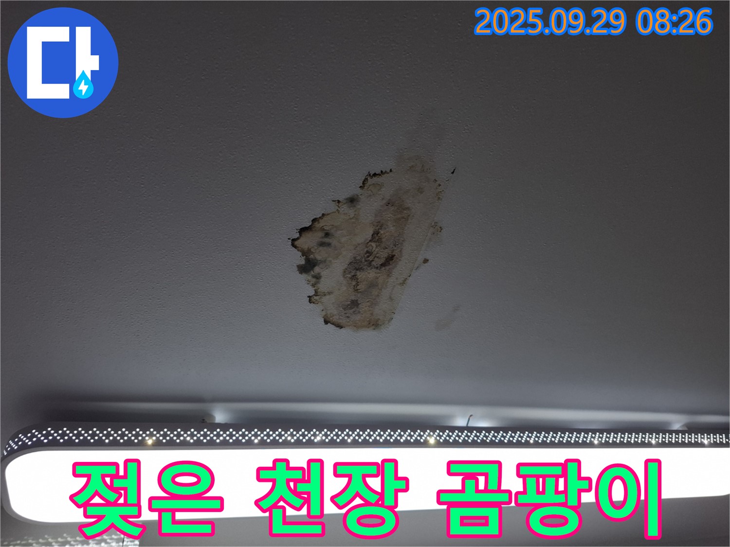 젖은 천장 - 곰팡이 발생 - 건강 위협