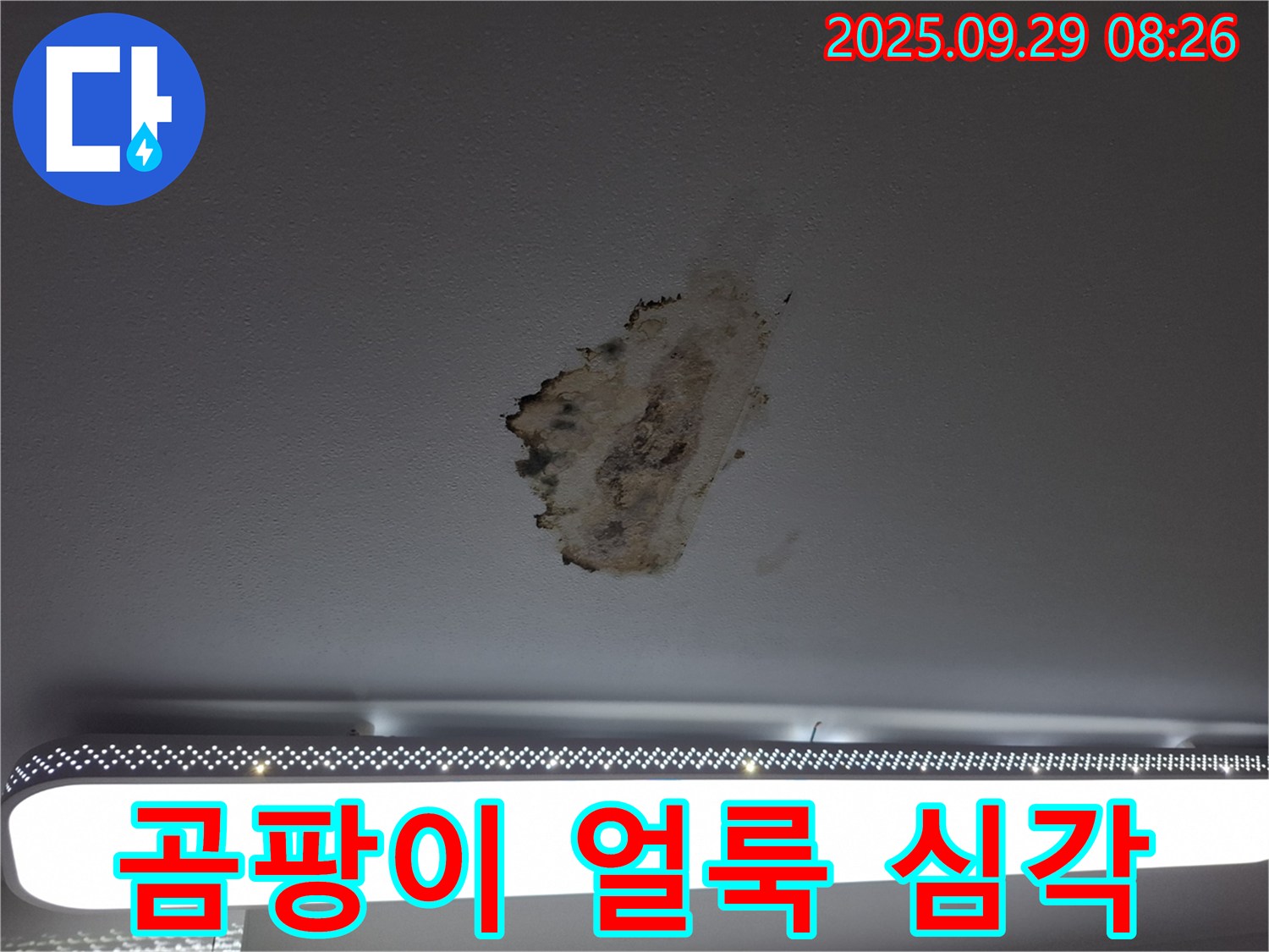 천장 누수 - 곰팡이 얼룩 - 건강 위협