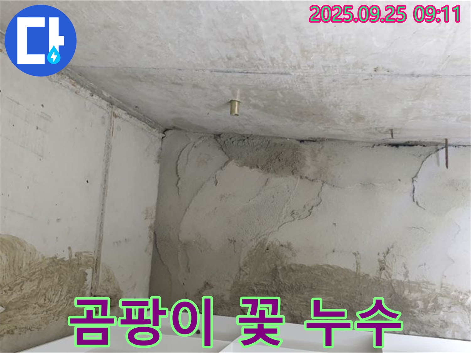 양주시 백석읍 연곡리 누수 - 곰팡이 꽃 - 건강 위협