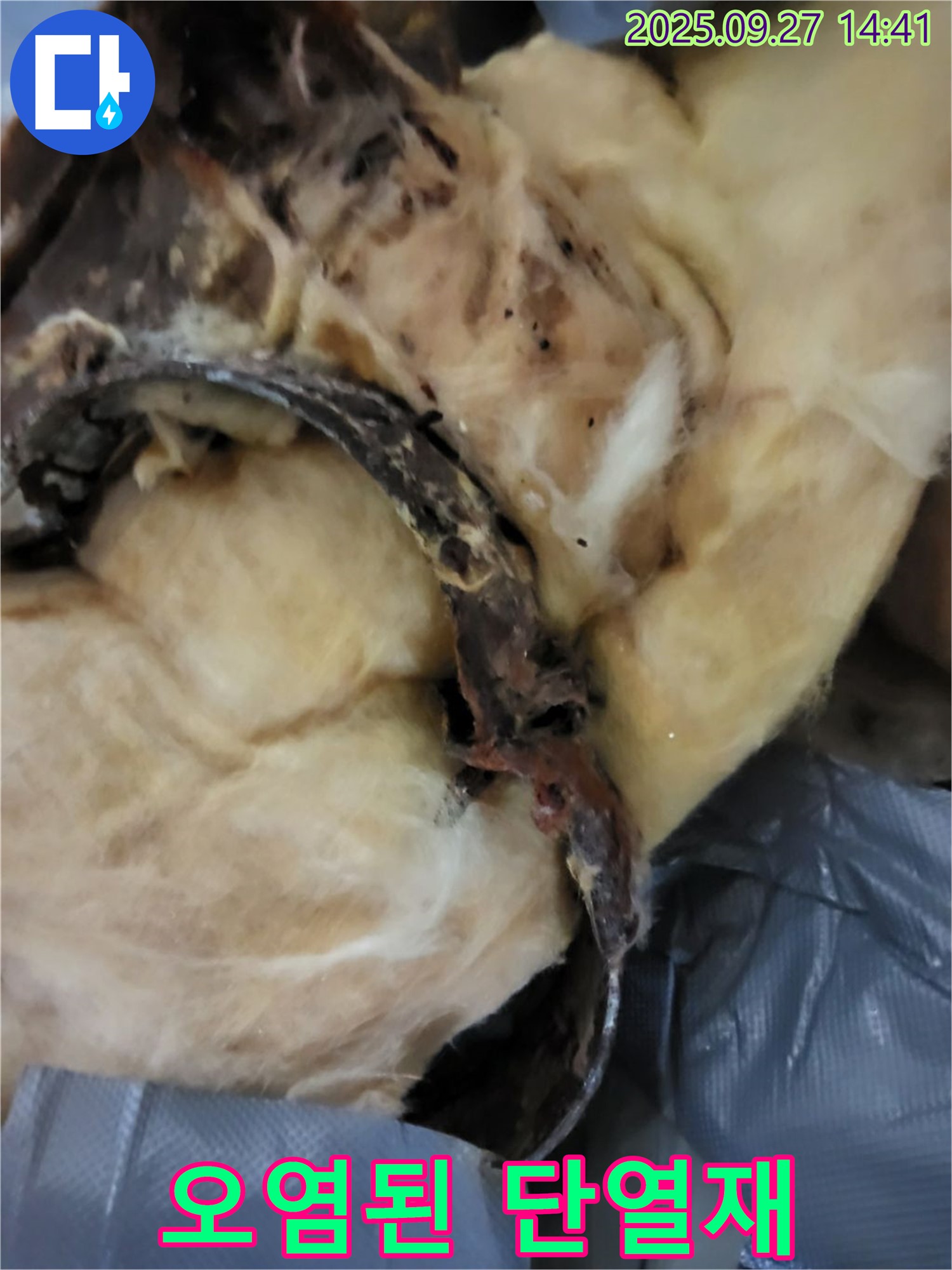 곰팡이 핀 천장 - 단열재 오염 심각 - 양주 광적면 누수