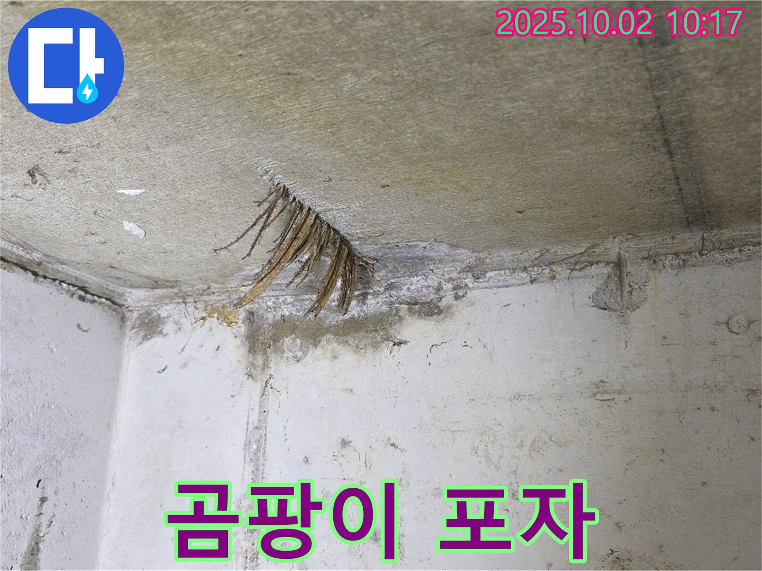 양주 신산리 천장 누수 - 곰팡이 포자 가득한 천장 속