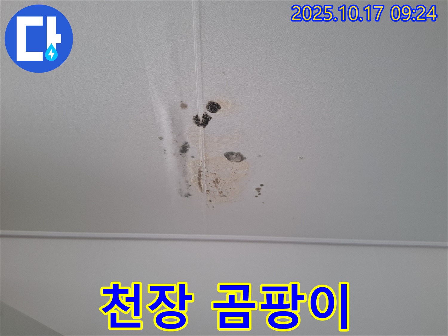 성남 분당 봇들마을 아파트 천장 누수 - 곰팡이 발생