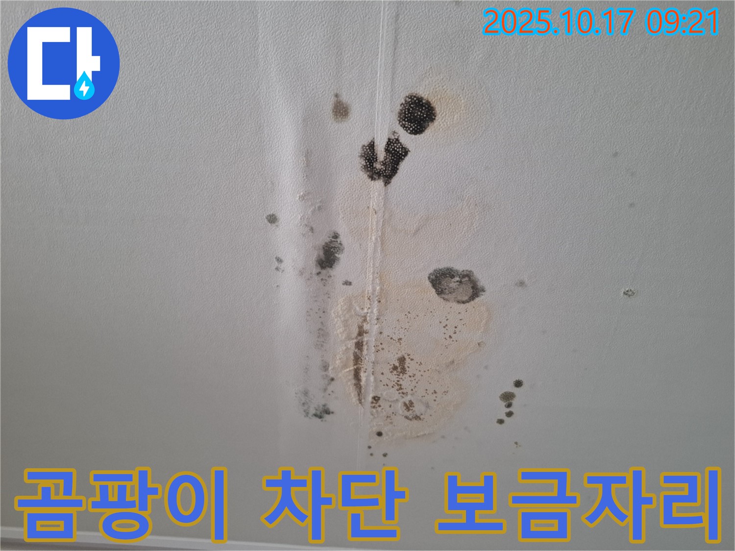 판교 봇들마을 아파트 누수 - 곰팡이 차단 - 쾌적한 보금자리 되찾기