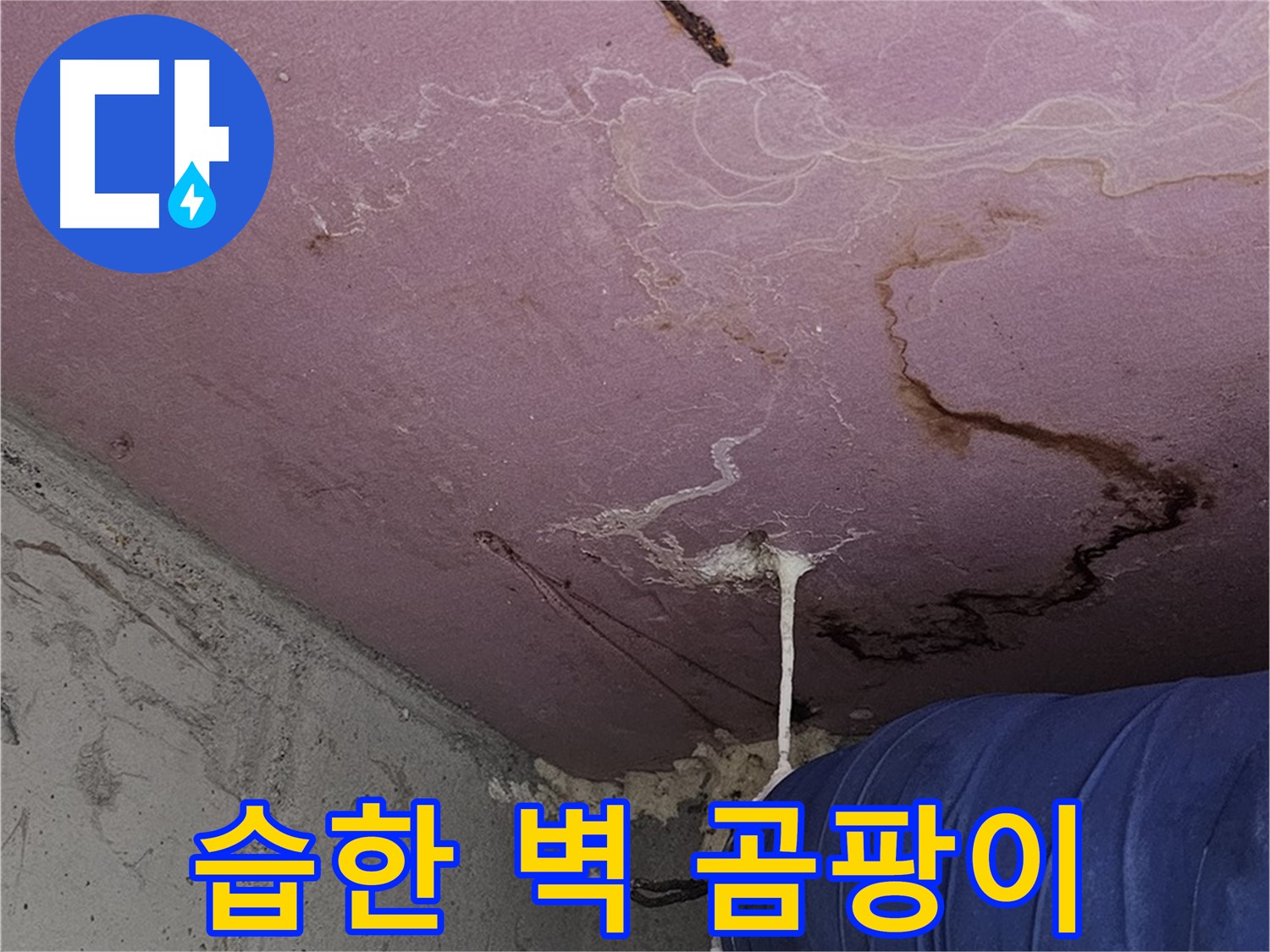 양천구 신정동 누수 - 습한 벽과 곰팡이 냄새, 누수 의심