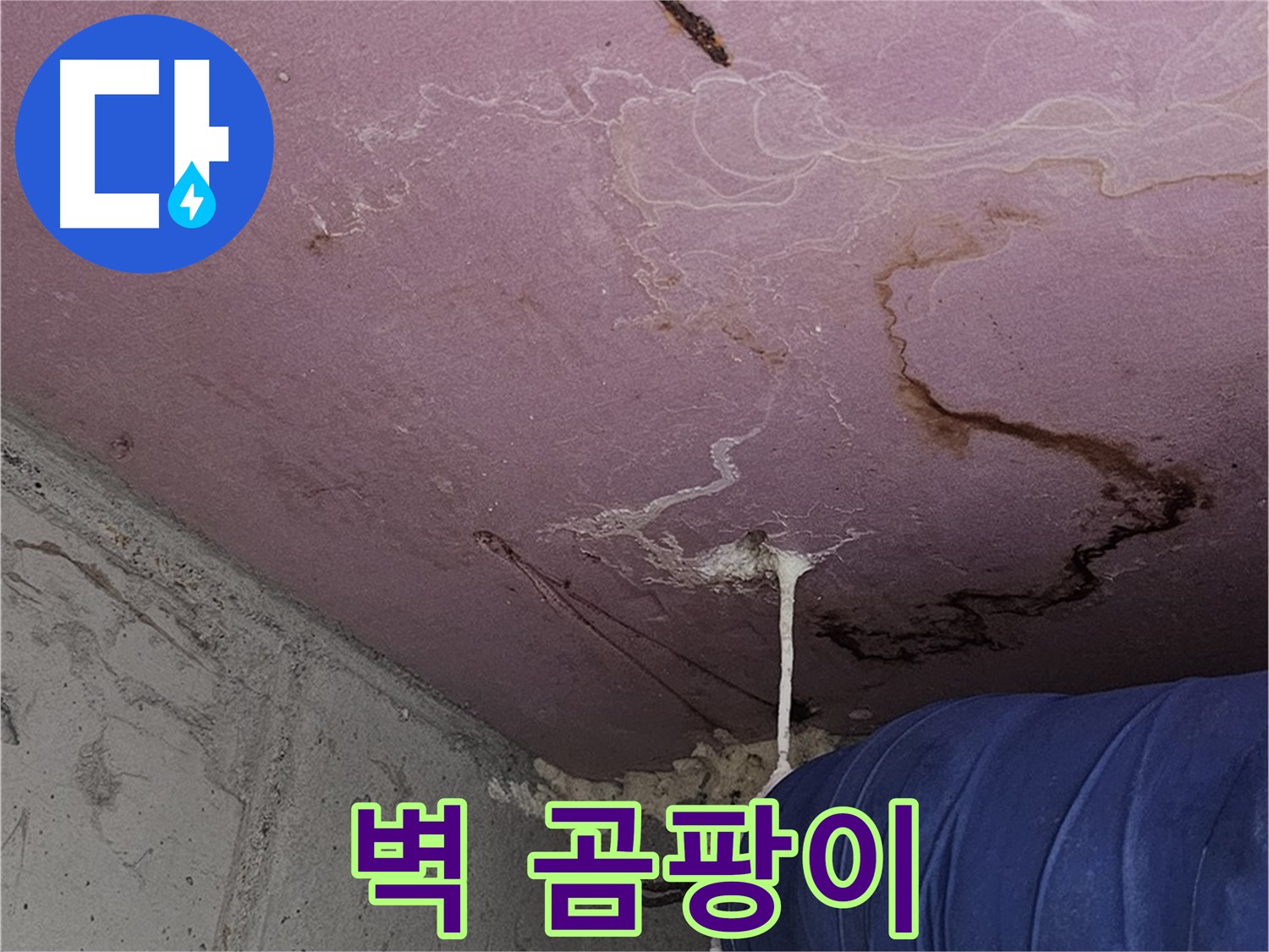 양천구 신월동 누수 - 벽 주변 곰팡이, 건강을 위협