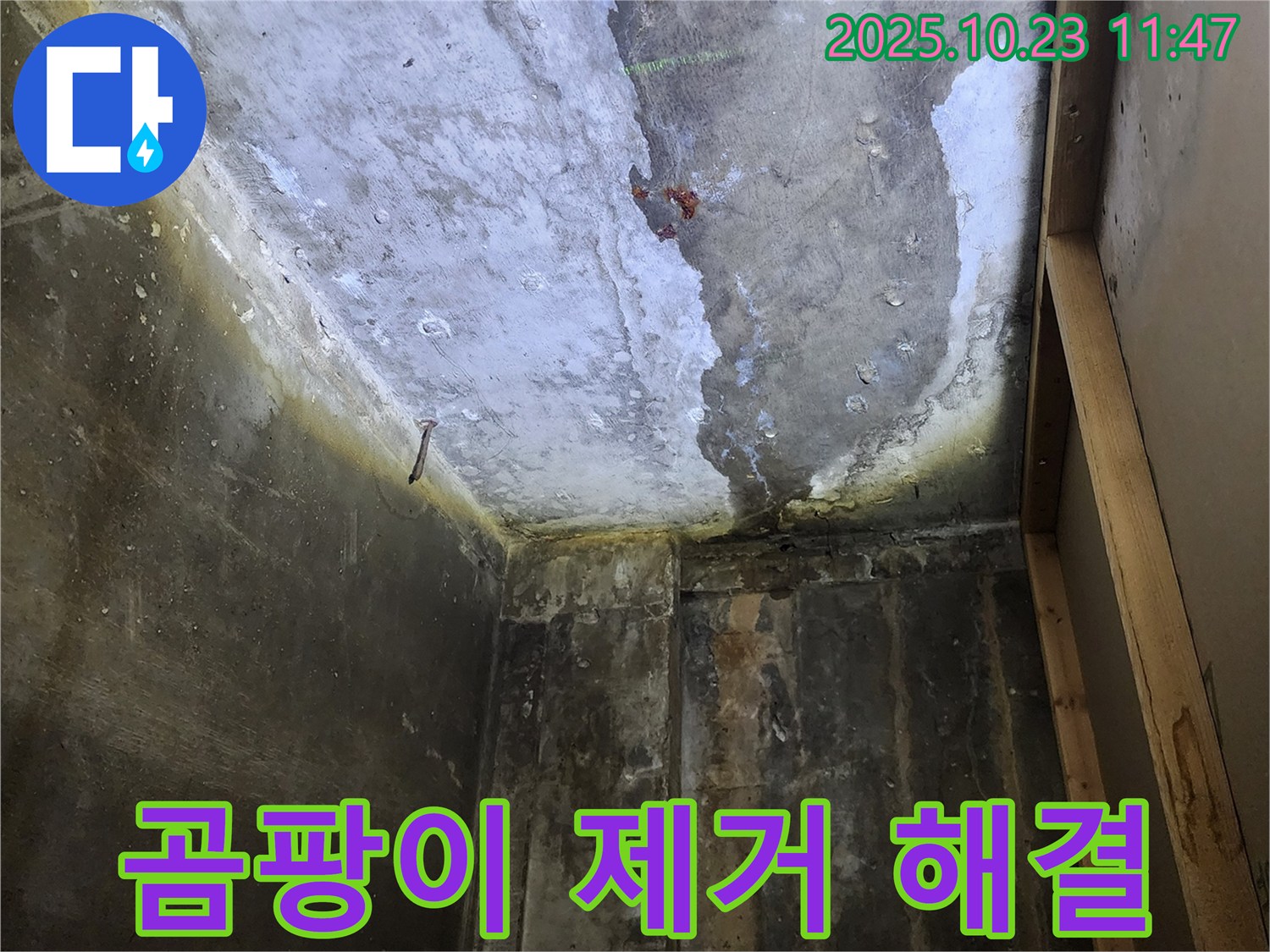 양주시 - 곰팡이 핀 천장, 누수 해결과 곰팡이 제거 동시 진행