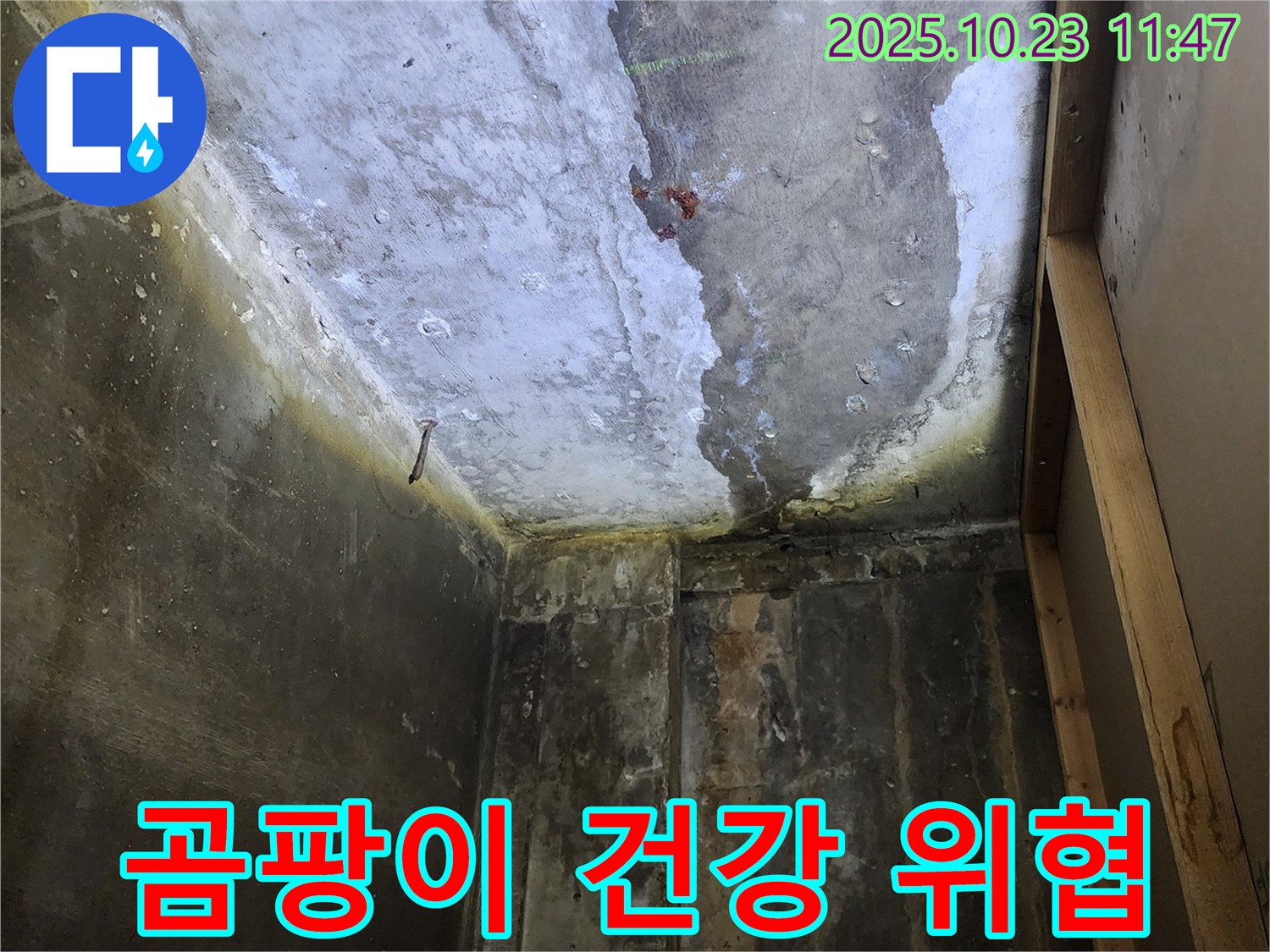 양주시 하패리 - 곰팡이 핀 욕실, 건강 위협 요소