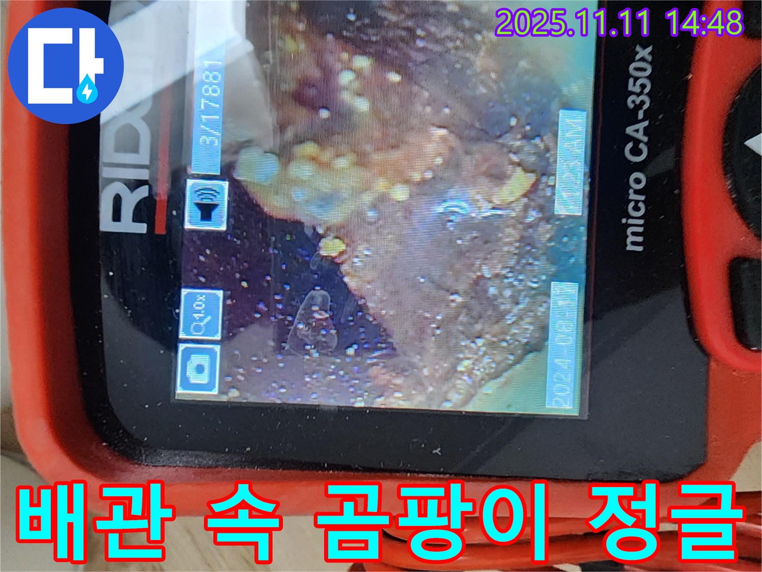 배관 속 곰팡이 정글 - 정글 탐험 시작!