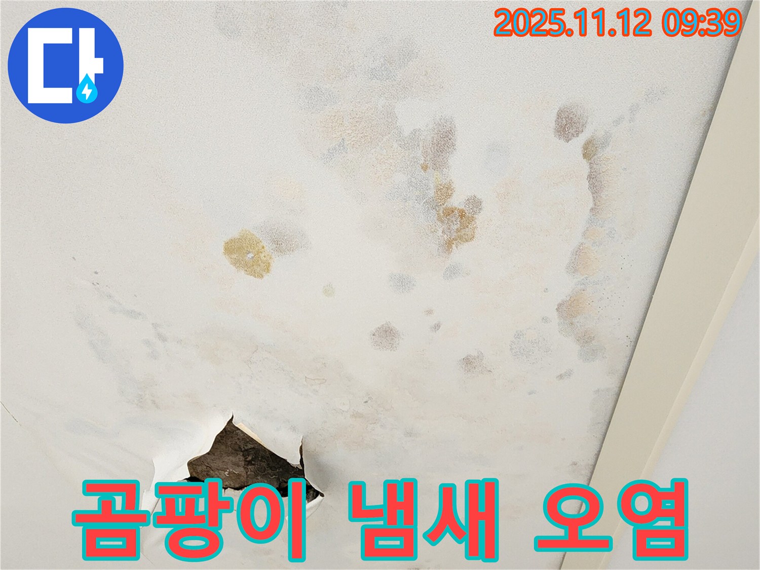곰팡이 냄새 - 실내 공기 오염 - 건강 위협