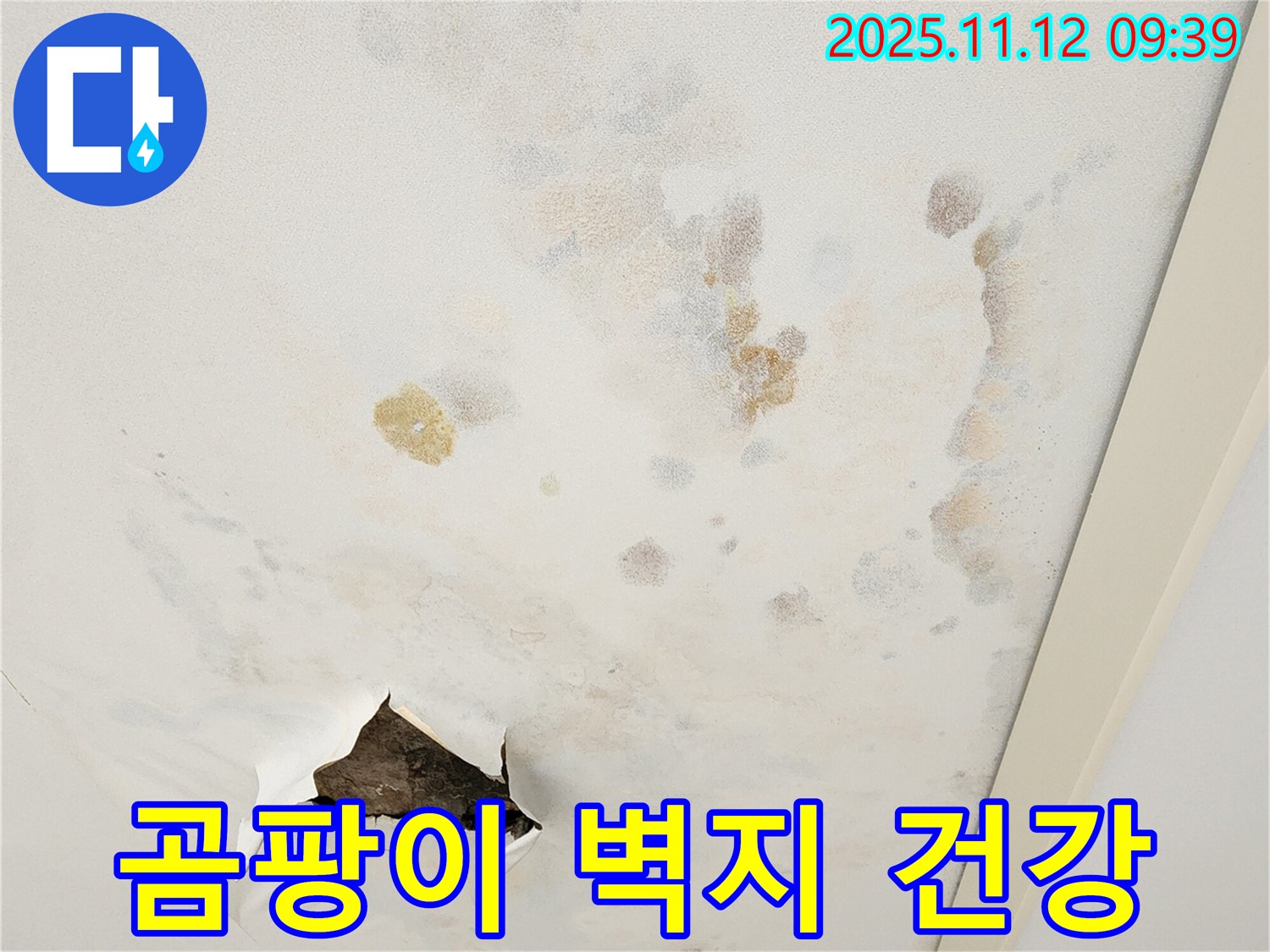 곰팡이 벽지 - 건강 위협 - 곰팡이 제거