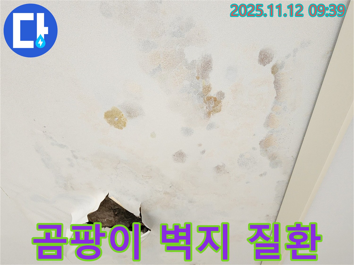 곰팡이 벽지 - 호흡기 질환 유발 - 건강 위협