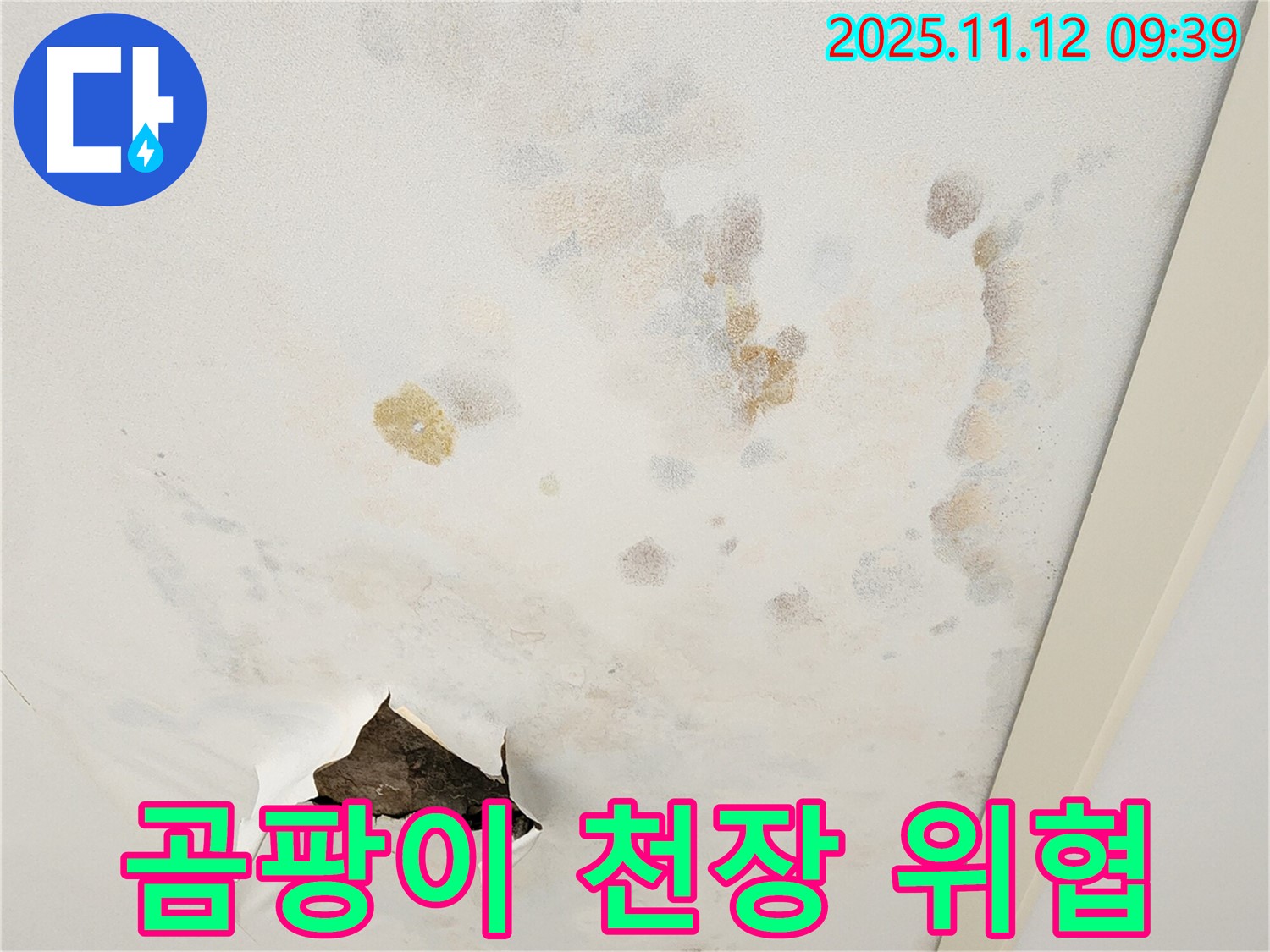곰팡이 슨 천장 - 건강 위협 - 빠른 제거