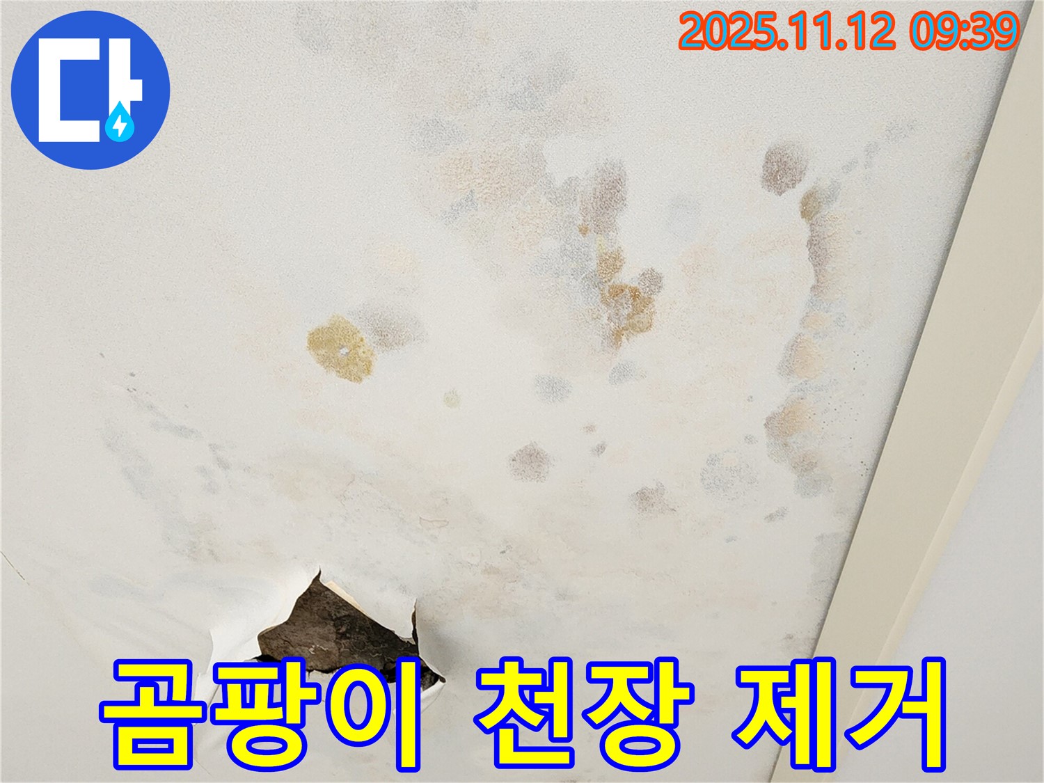 곰팡이 천장 - 건강 위협 - 빠른 제거