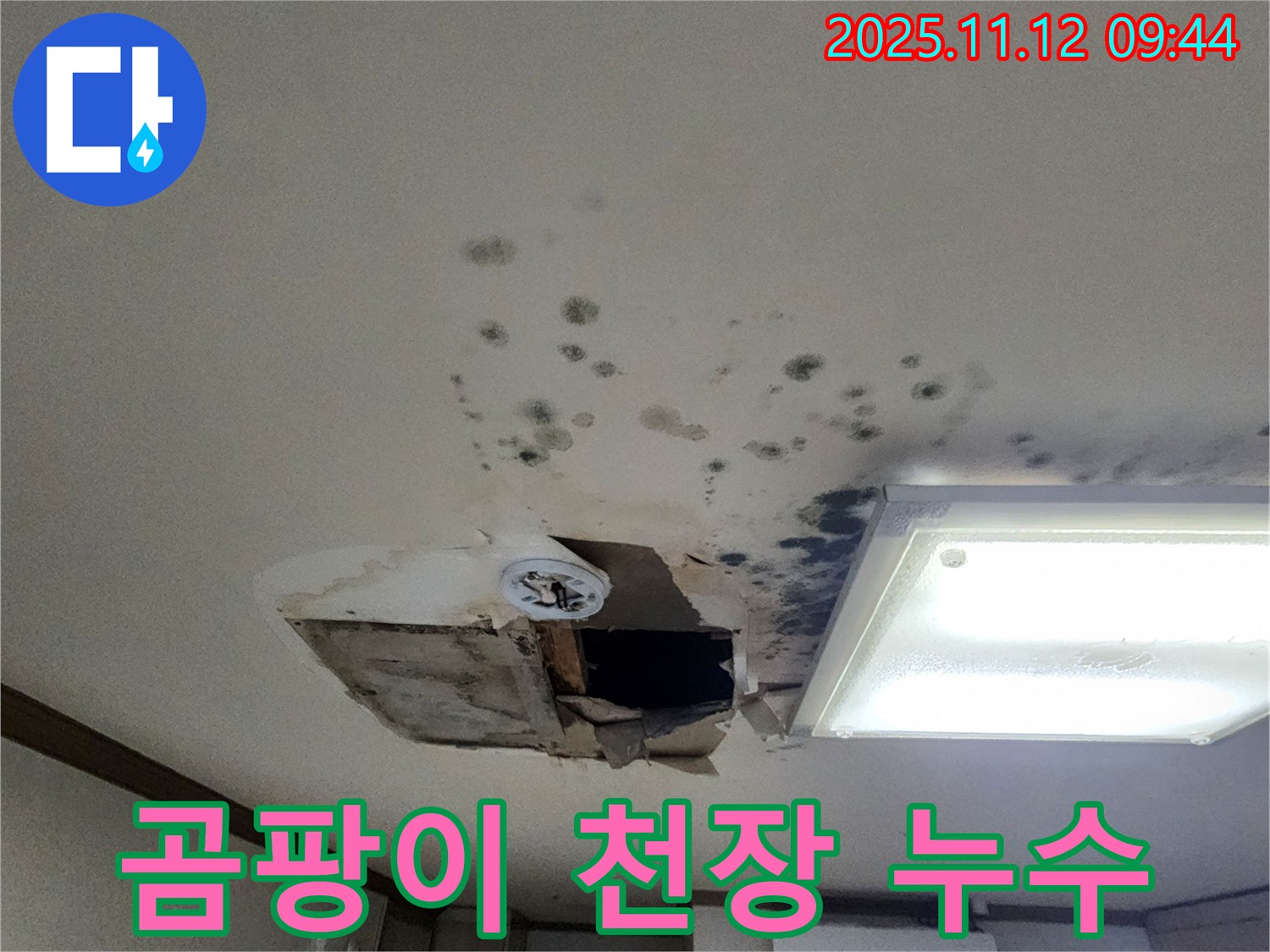 곰팡이 - 천장 누수 - 건강 위협 - 빠른 제거