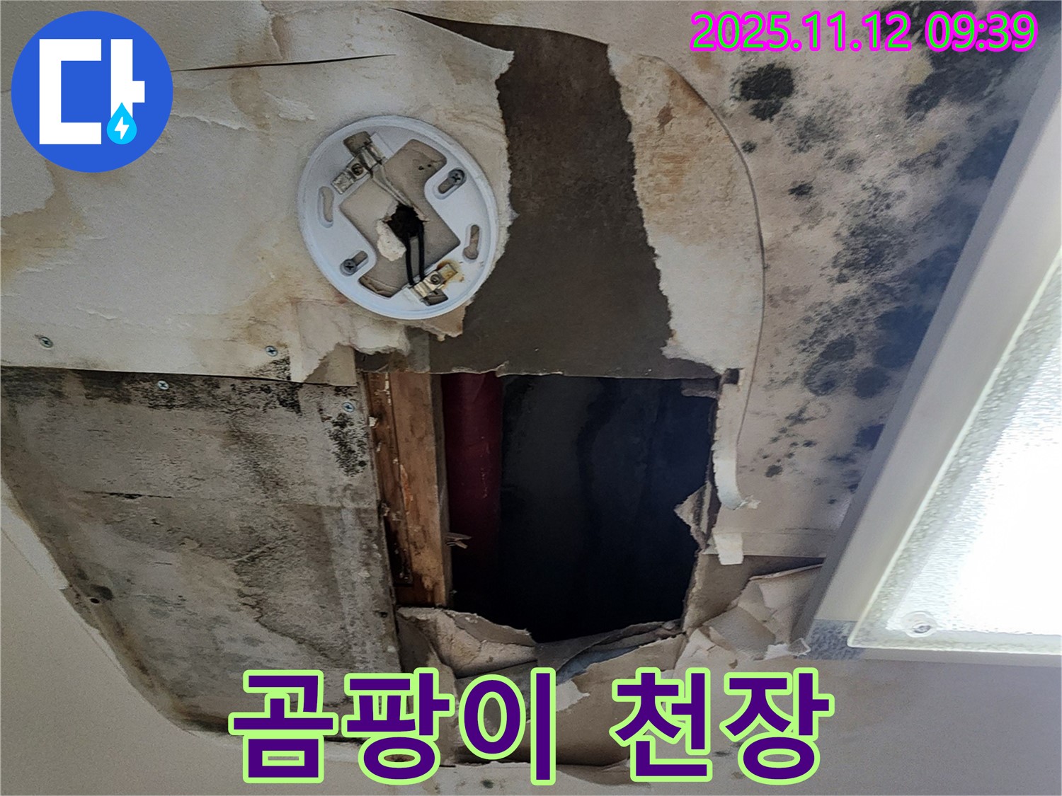 곰팡이로 뒤덮인 천장 - 누수로 인해 곰팡이가 심각하게 발생한 천장