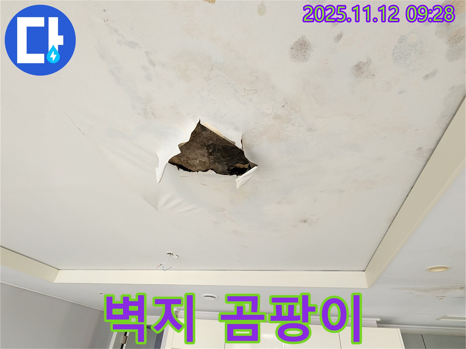 벽지 곰팡이 - 찢어진 벽지 안쪽으로 곰팡이가 심하게 핀 모습입니다.