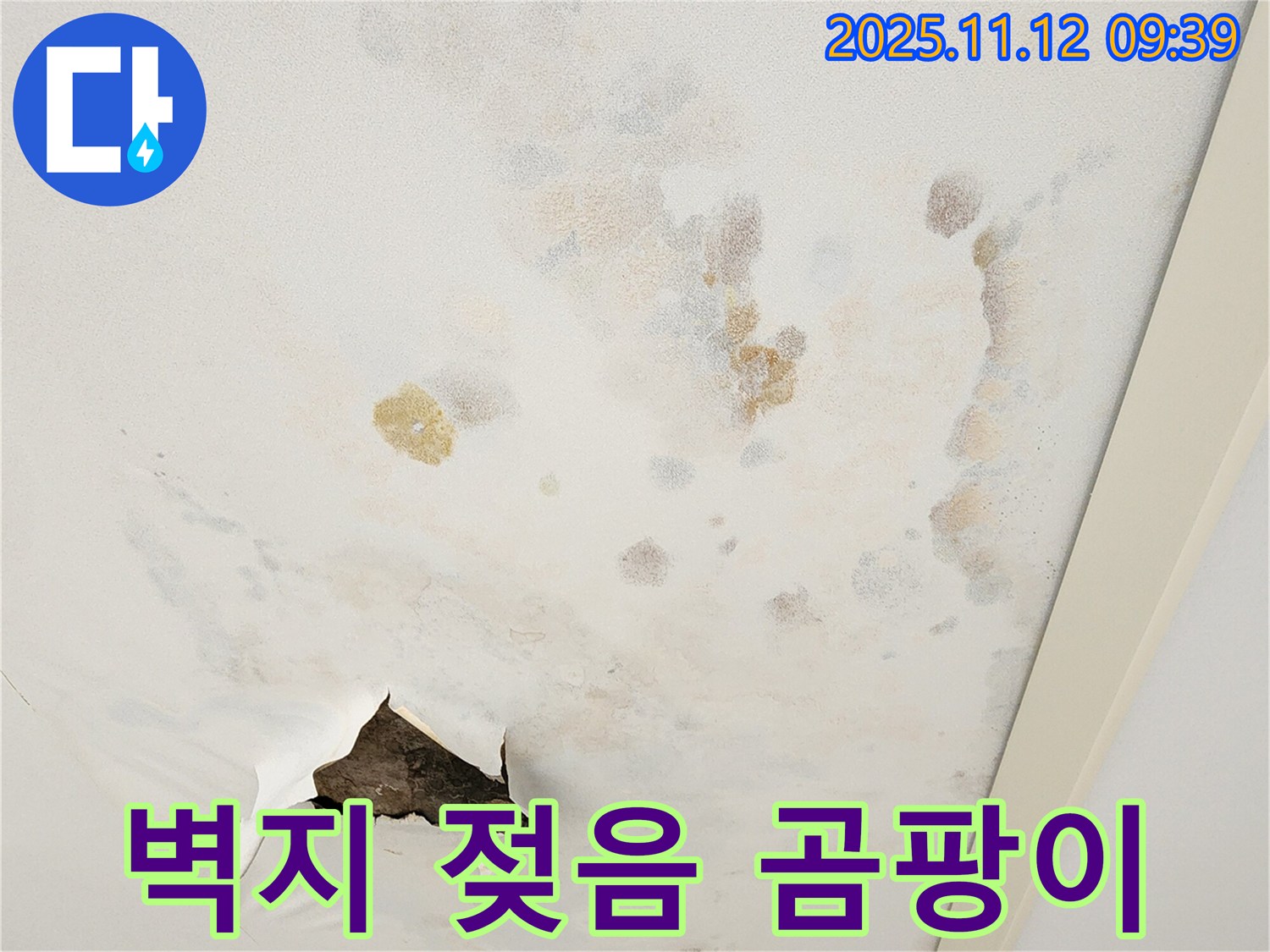 벽지 젖음 - 곰팡이 번식 - 빠른 조치