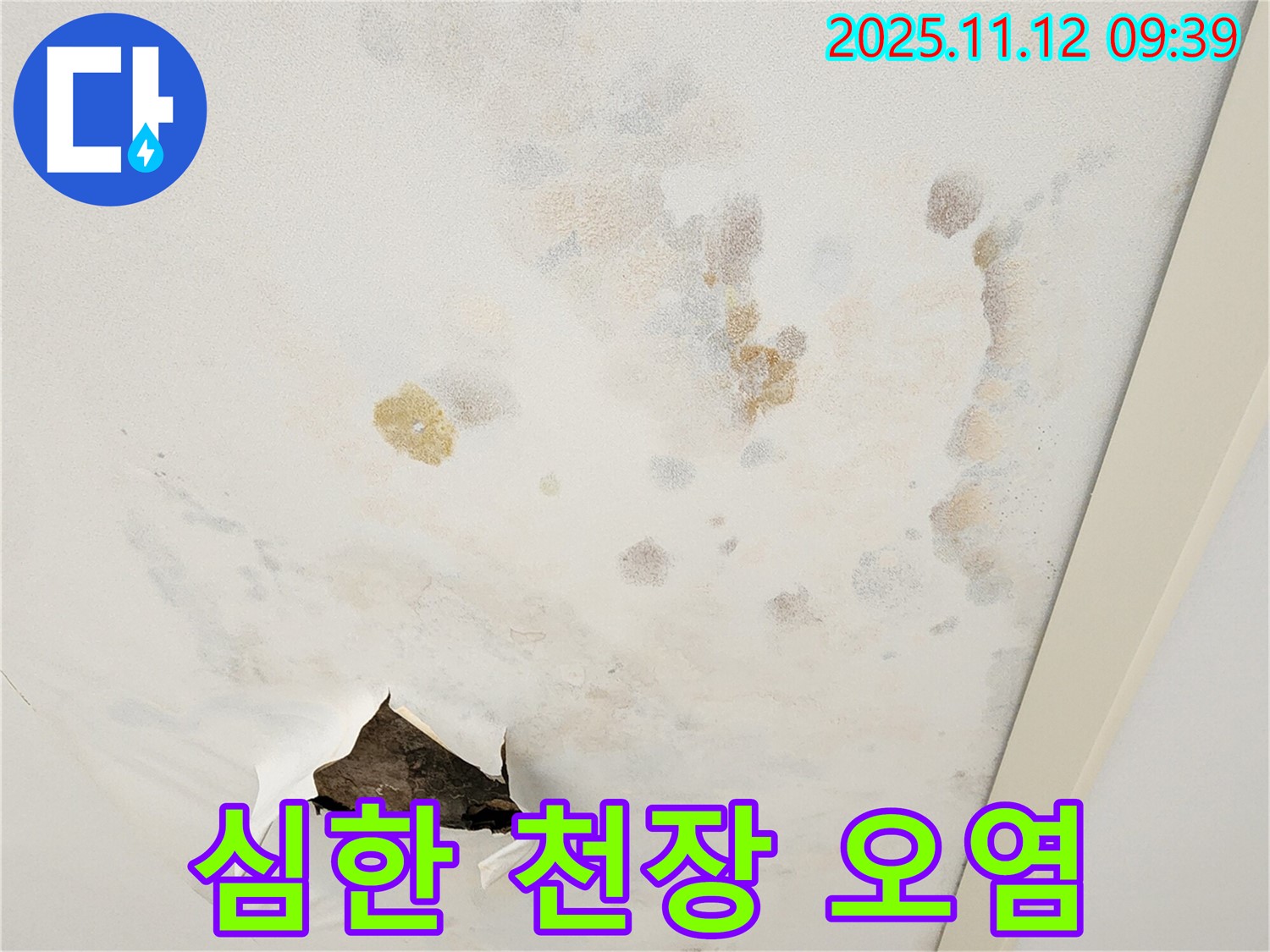 심하게 오염된 천장 - 빠른 해결 - 건강 위협
