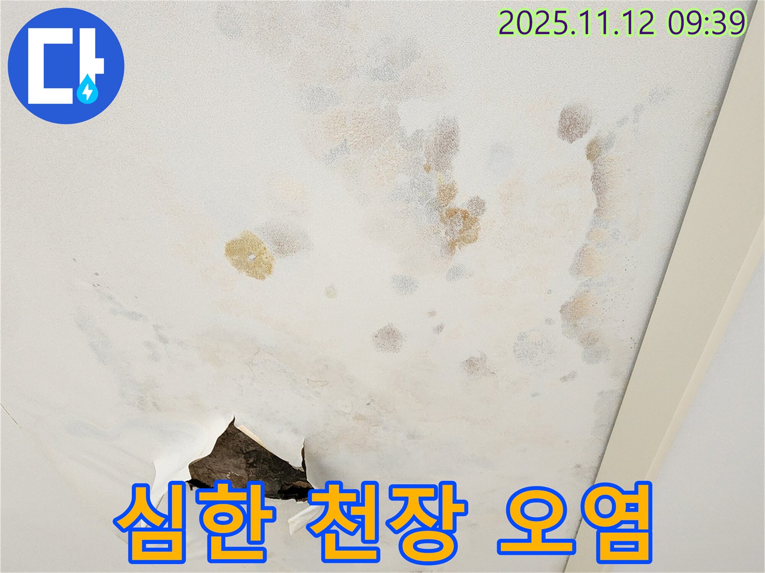 심하게 오염된 천장 - 빠른 해결 - 건강 위협