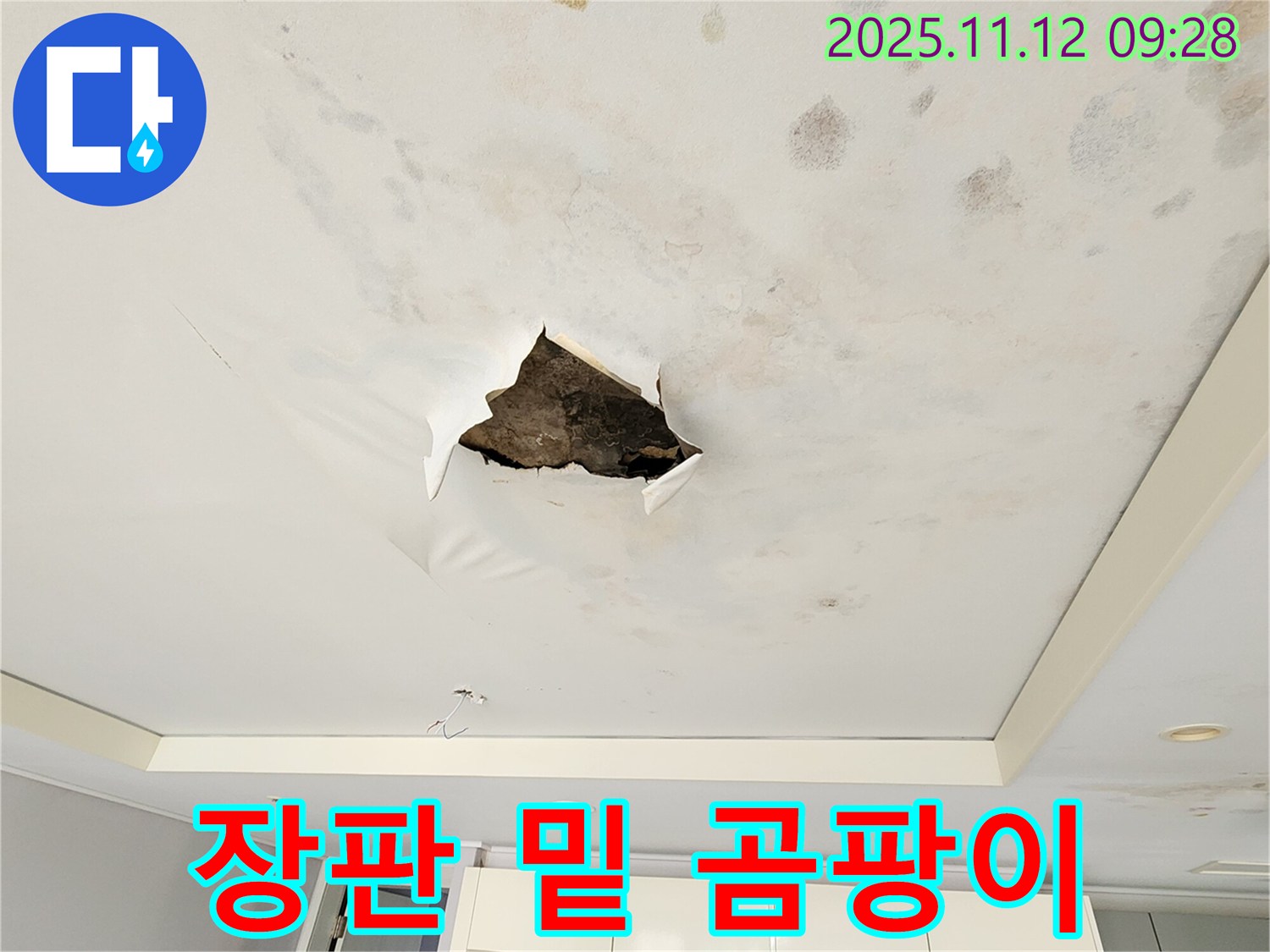 장판 밑 곰팡이 - 장판 밑에 곰팡이가 심하게 번식하여 덮고 있는 모습입니다.