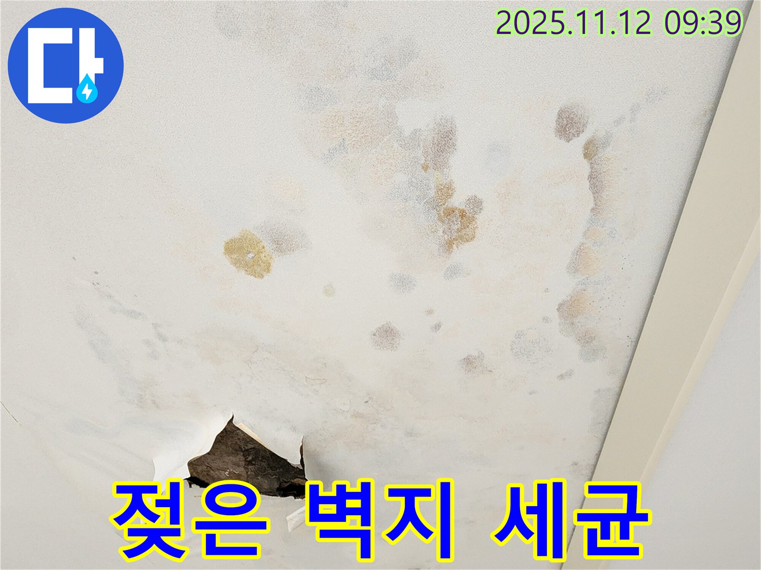 젖은 벽지 - 세균 번식 - 악취 발생