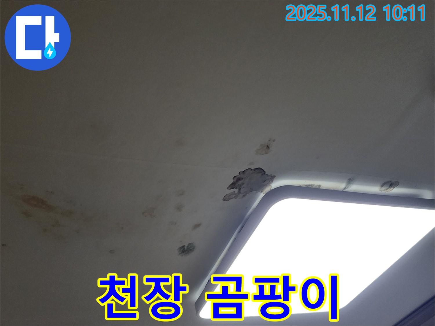 천장 곰팡이 - 건강 위협