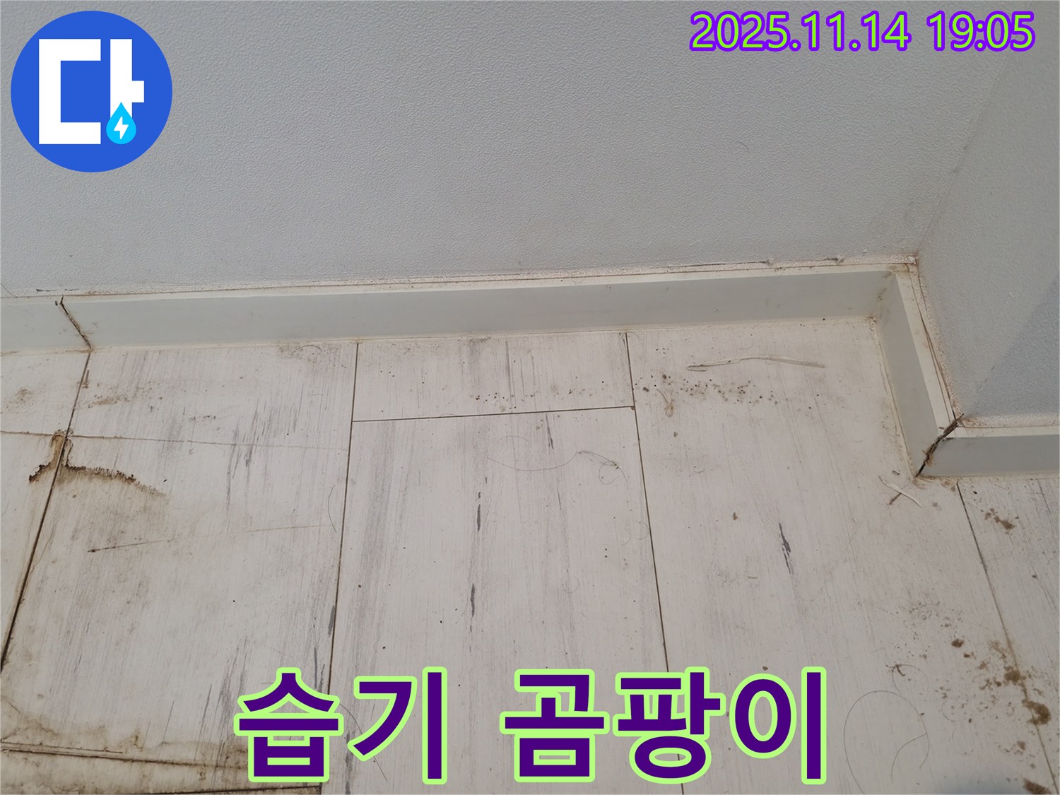 신림동 누수 - 장판 밑 습기와 곰팡이의 콜라보