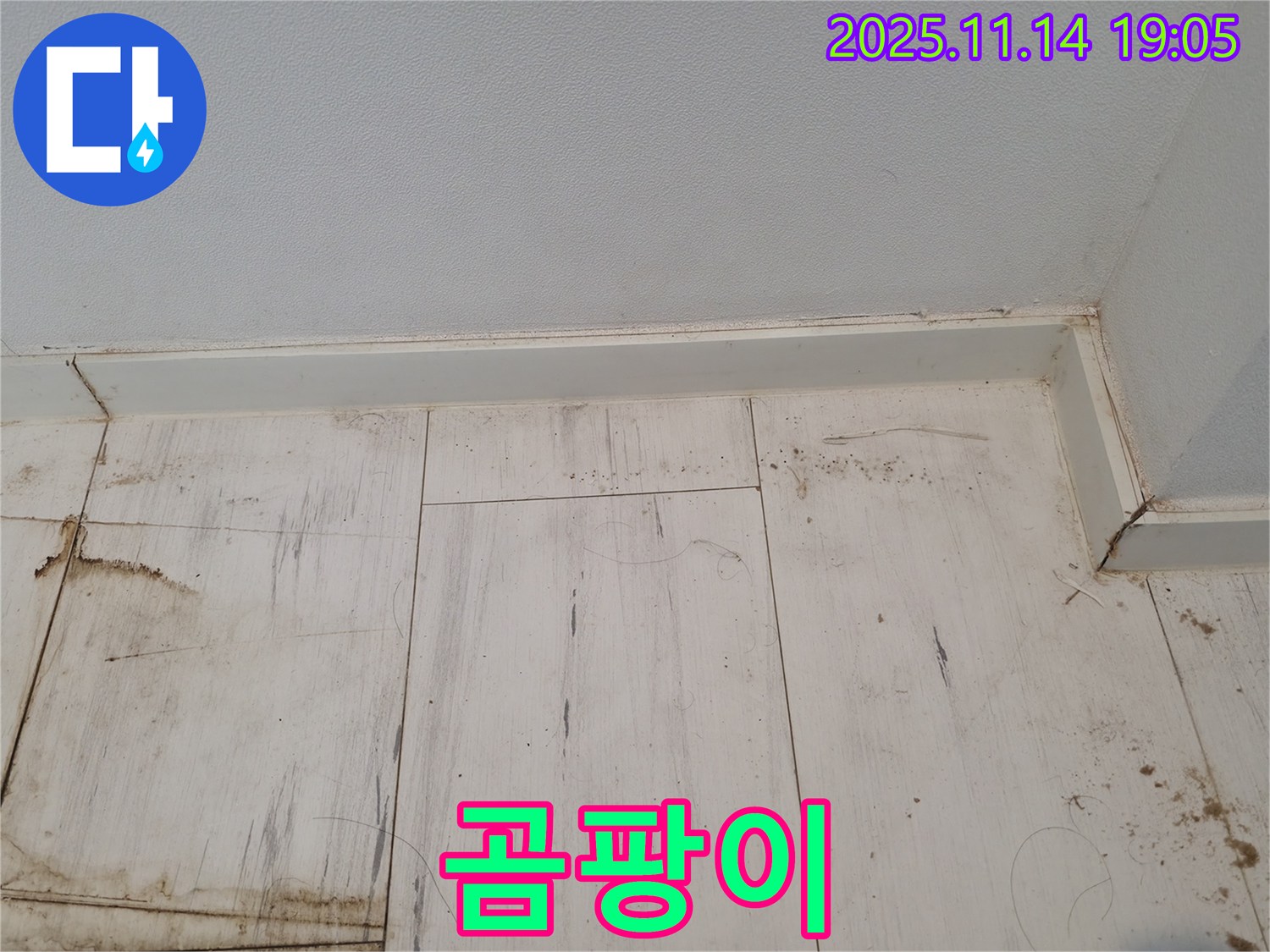 신림동 누수 - 젖은 장판, 곰팡이 아포칼립스 발생!
