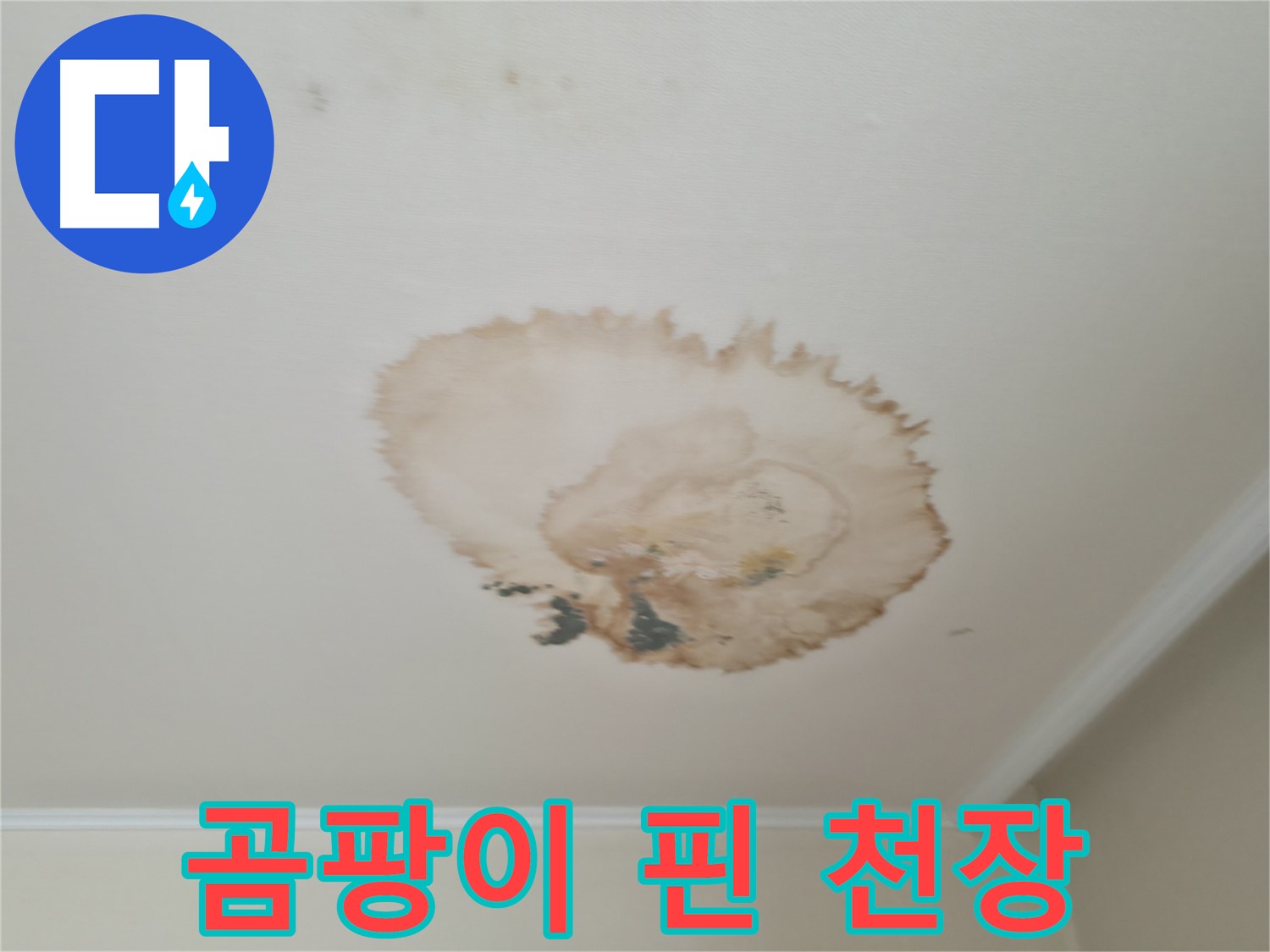 곰팡이 핀 천장 - 누수 흔적 - 서대문구 누수탐지