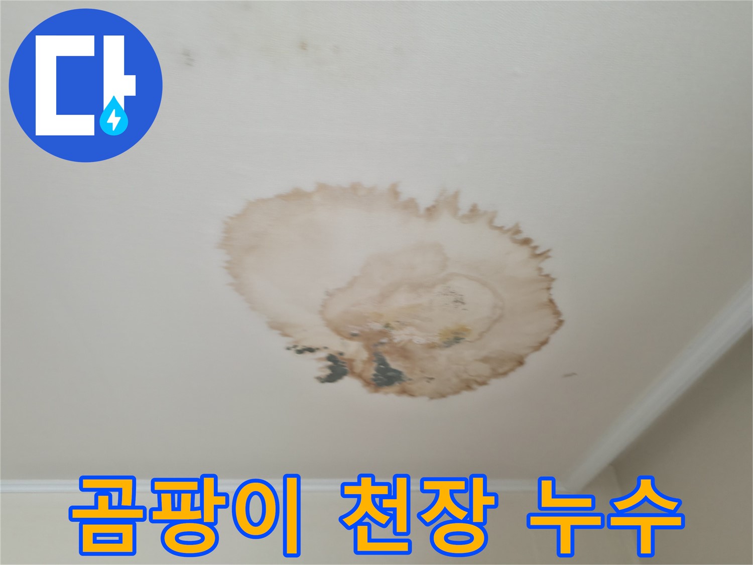 곰팡이와 함께 - 천장 누수 - 서대문구 누수, 곰팡이 제거 전문