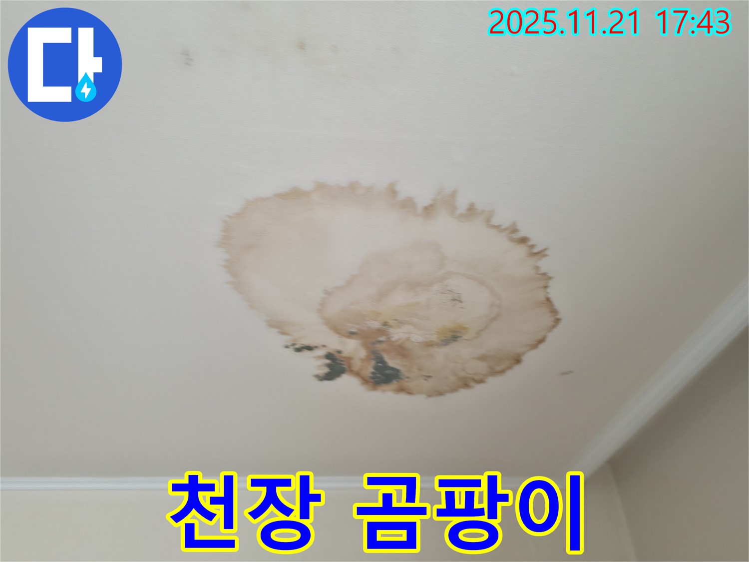 천장 누수 - 곰팡이 발생 - 건강 위협