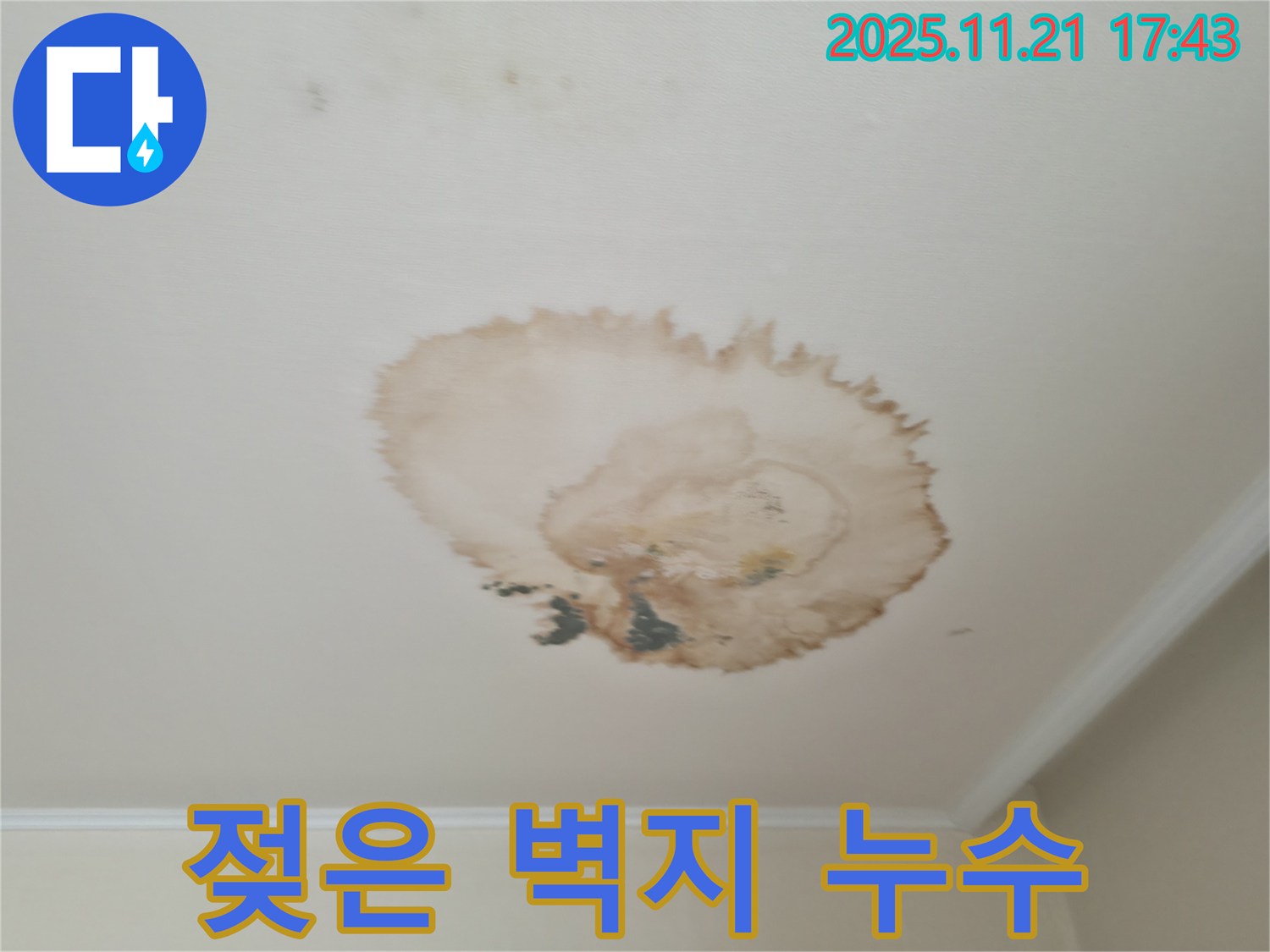 천장 누수 - 젖은 벽지 - 긴급 진단 필요