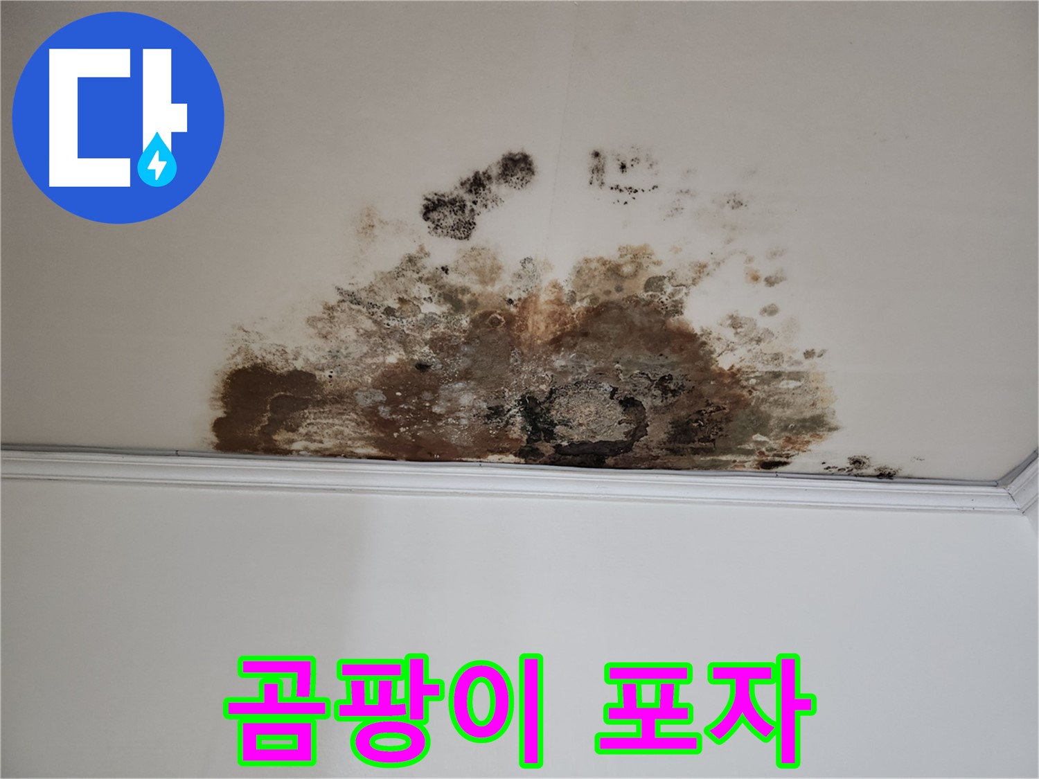 마포구 누수 - 곰팡이 포자 확산