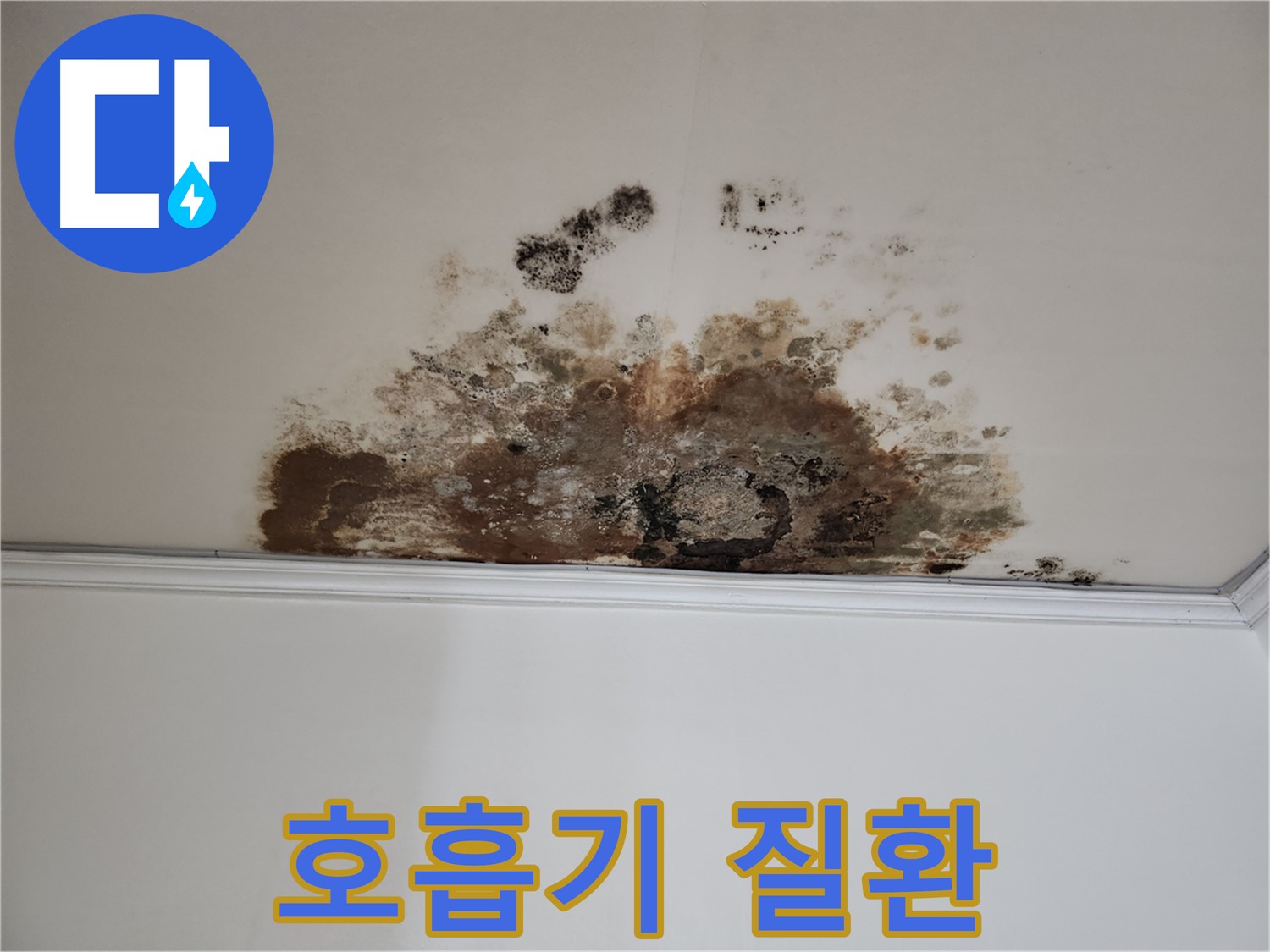 마포구 누수 - 곰팡이로 인한 호흡기 질환