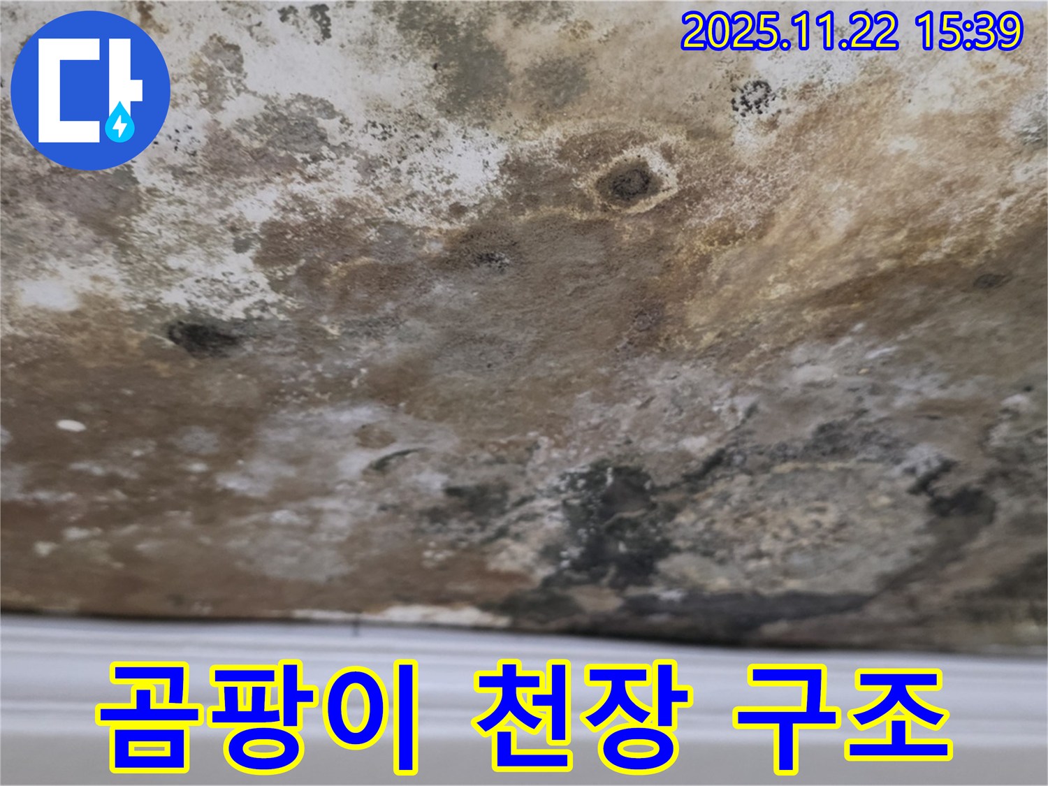 마포구 새창로8길 - 곰팡이 지옥, 천장 구조 대작전 시작!