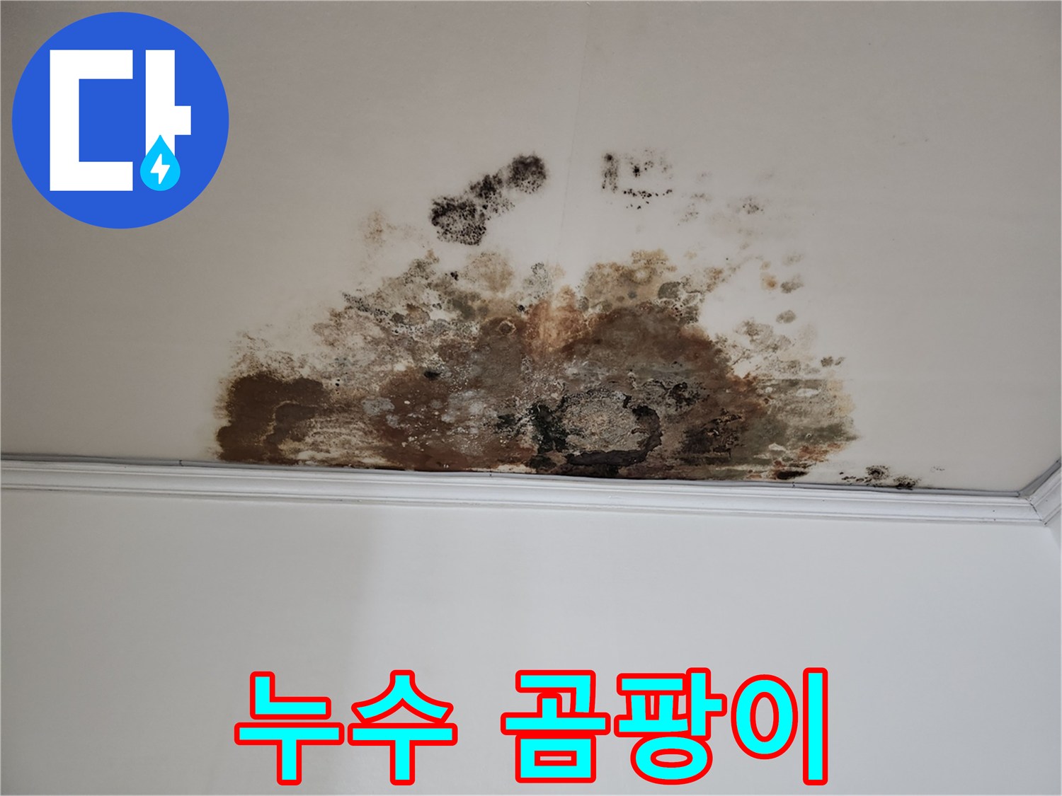 마포구 용강동 누수 - 곰팡이 핀 천장