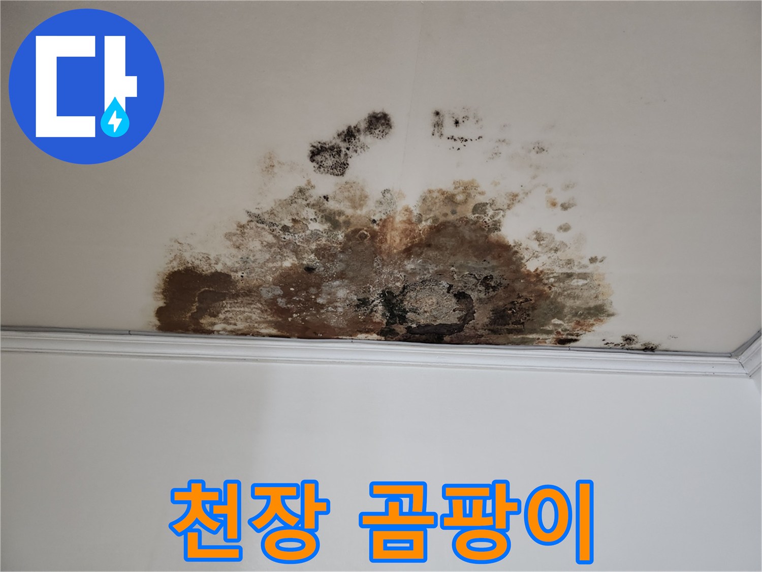 마포구 용강동 현대홈타운 천장 누수 - 심각한 곰팡이