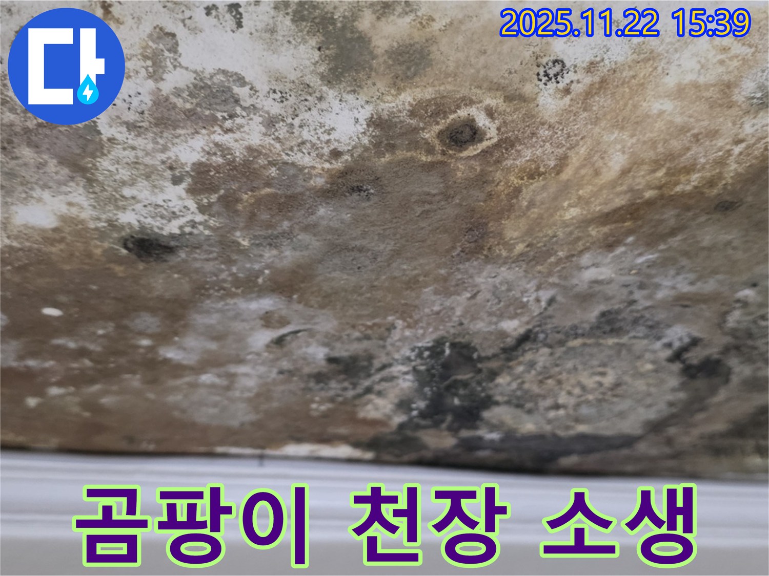 마포구 현대홈타운 - 곰팡이 습격, 천장 긴급 소생 작전 시작!