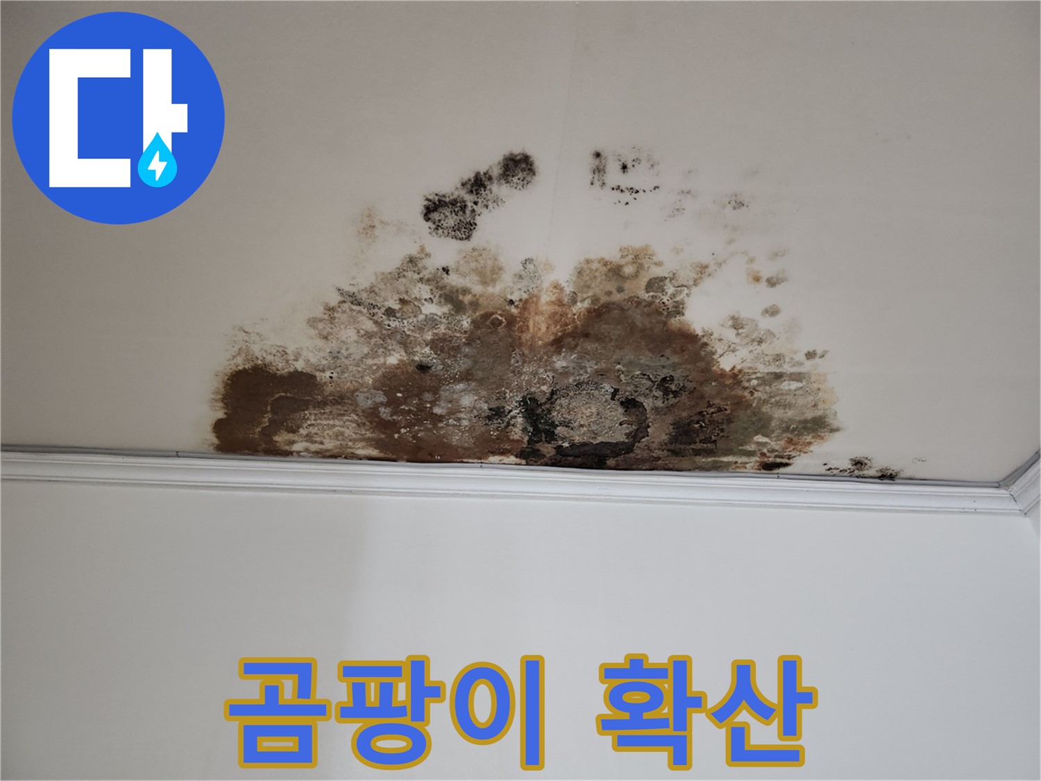 용강동 누수 - 천장 곰팡이 확산